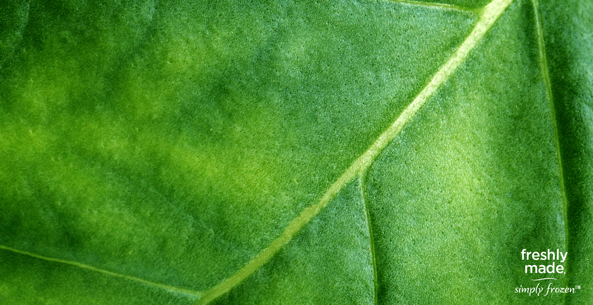 STF003_TW_Macro_Basil.jpg