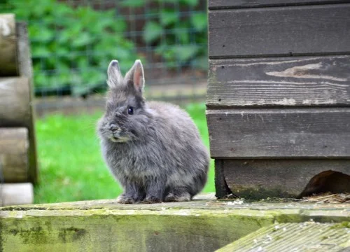 rabbit