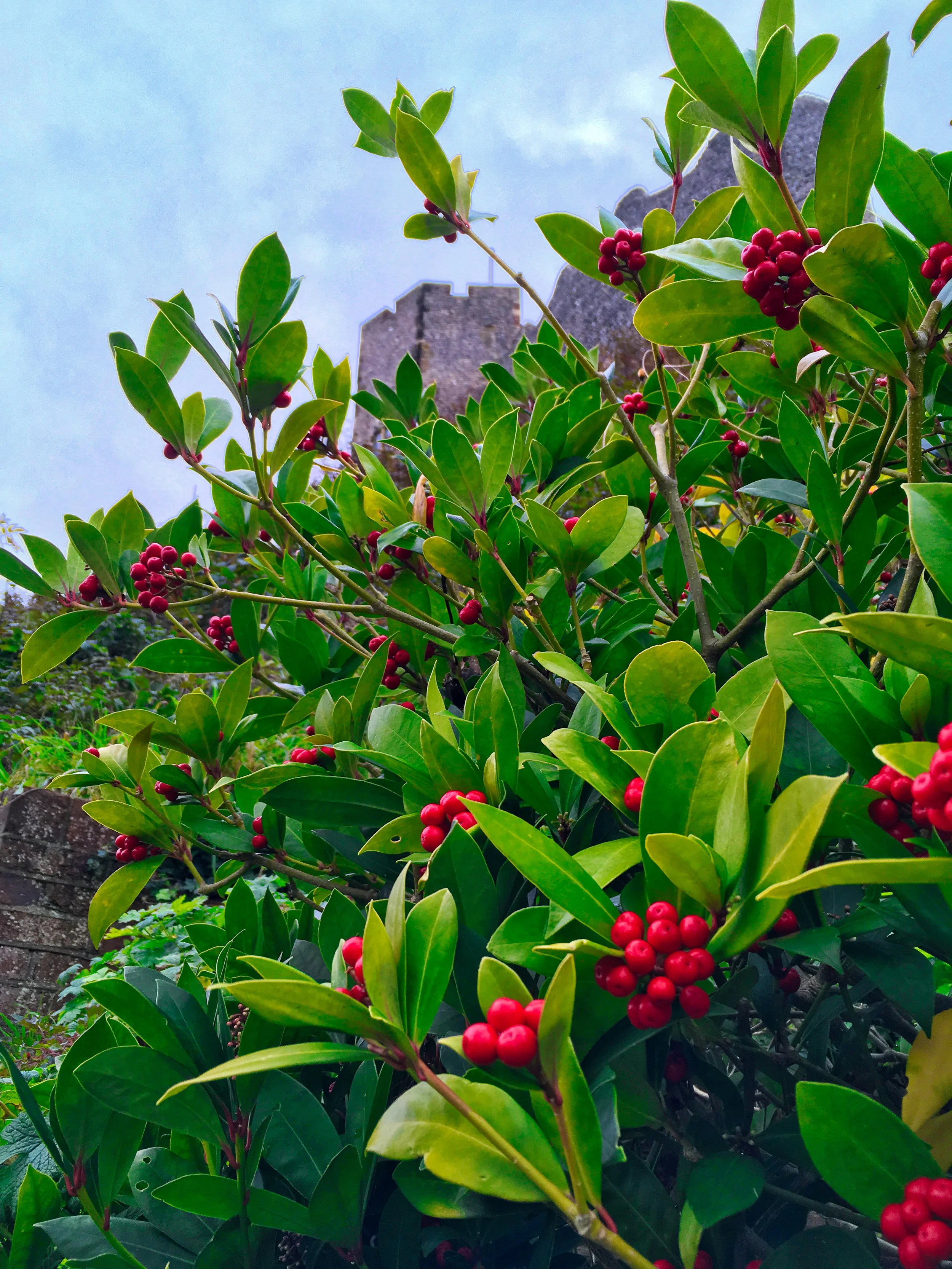 Castle & Berries.jpeg