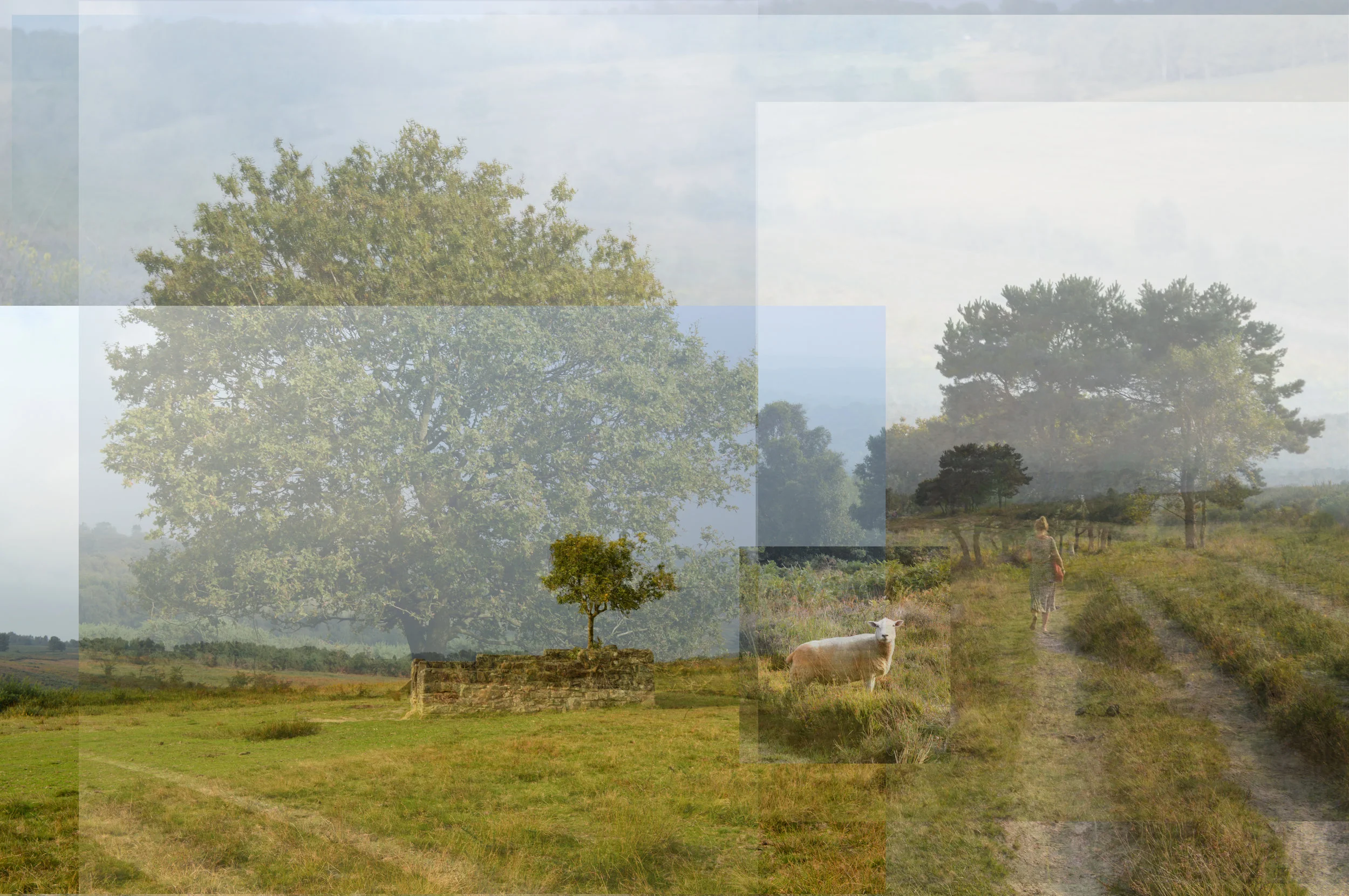 afternoon_forest.jpg
