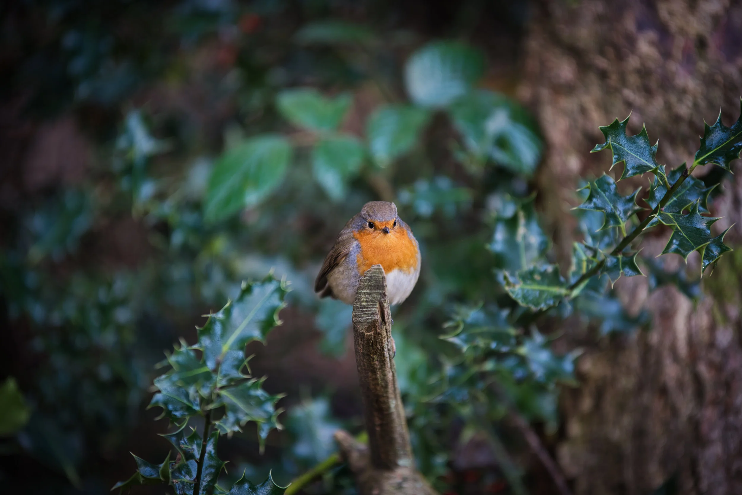 My Friend Robin | Uckfield, East Sussex