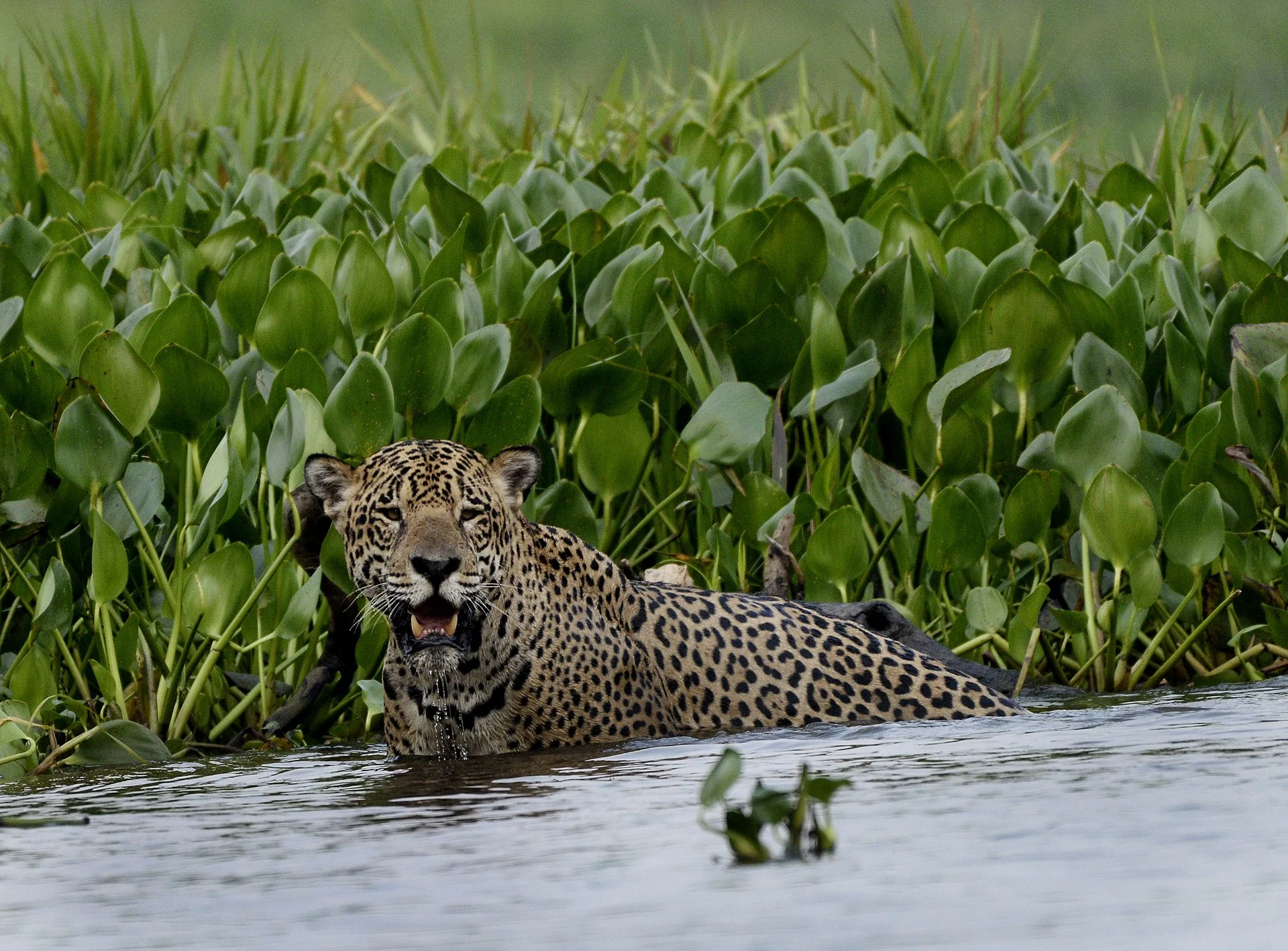 Pantanal_1.jpg