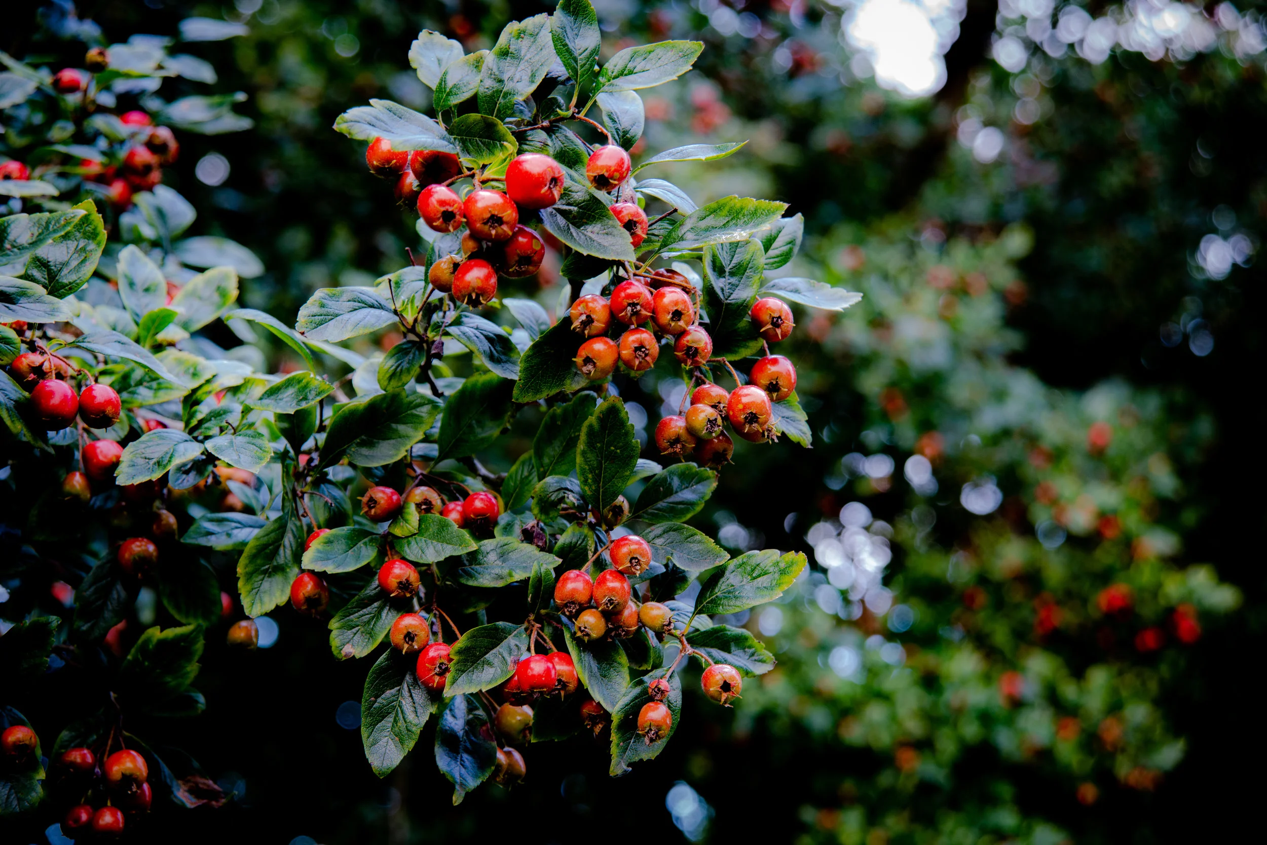 DSC_6795.jpg