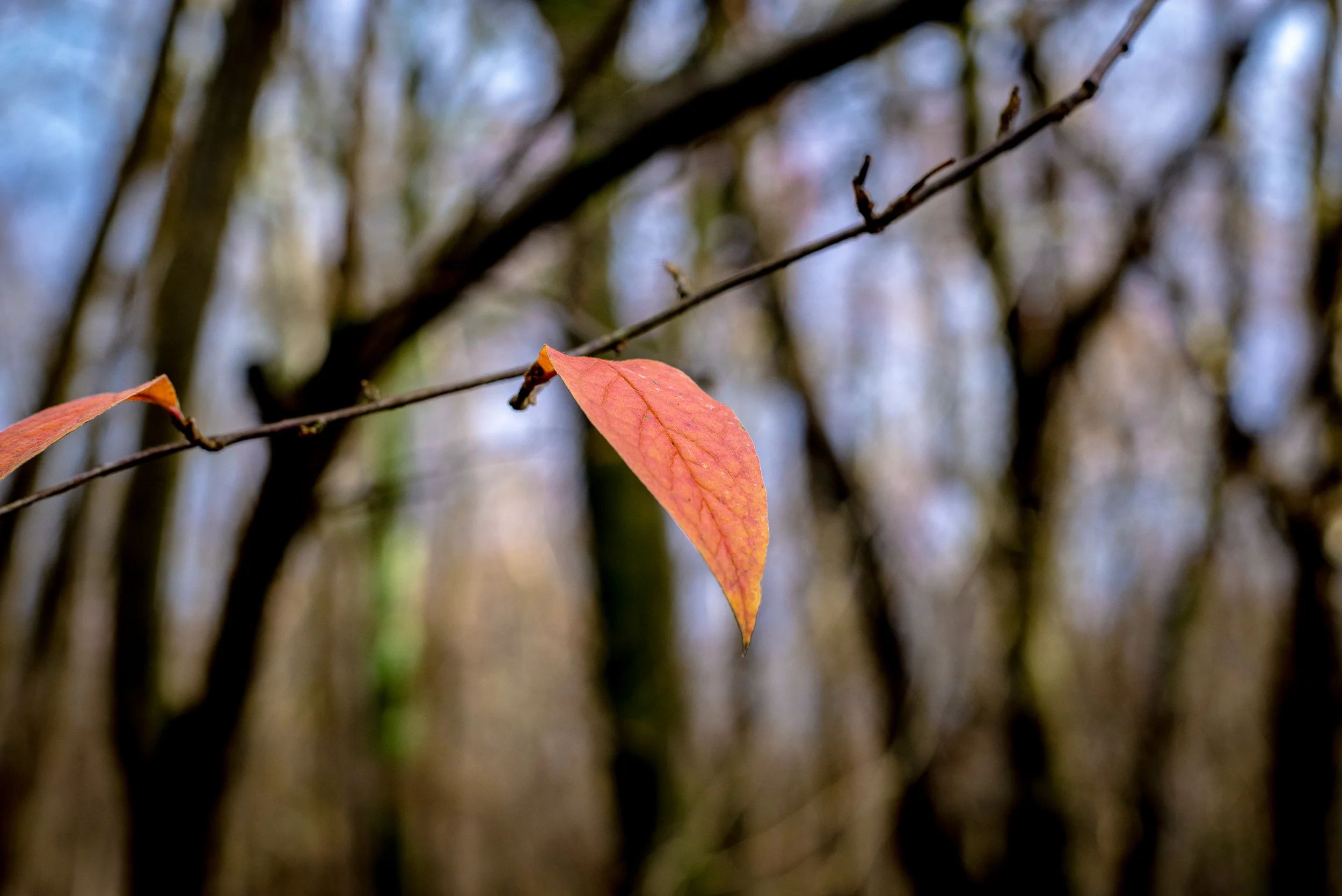 DSC_7137.jpg
