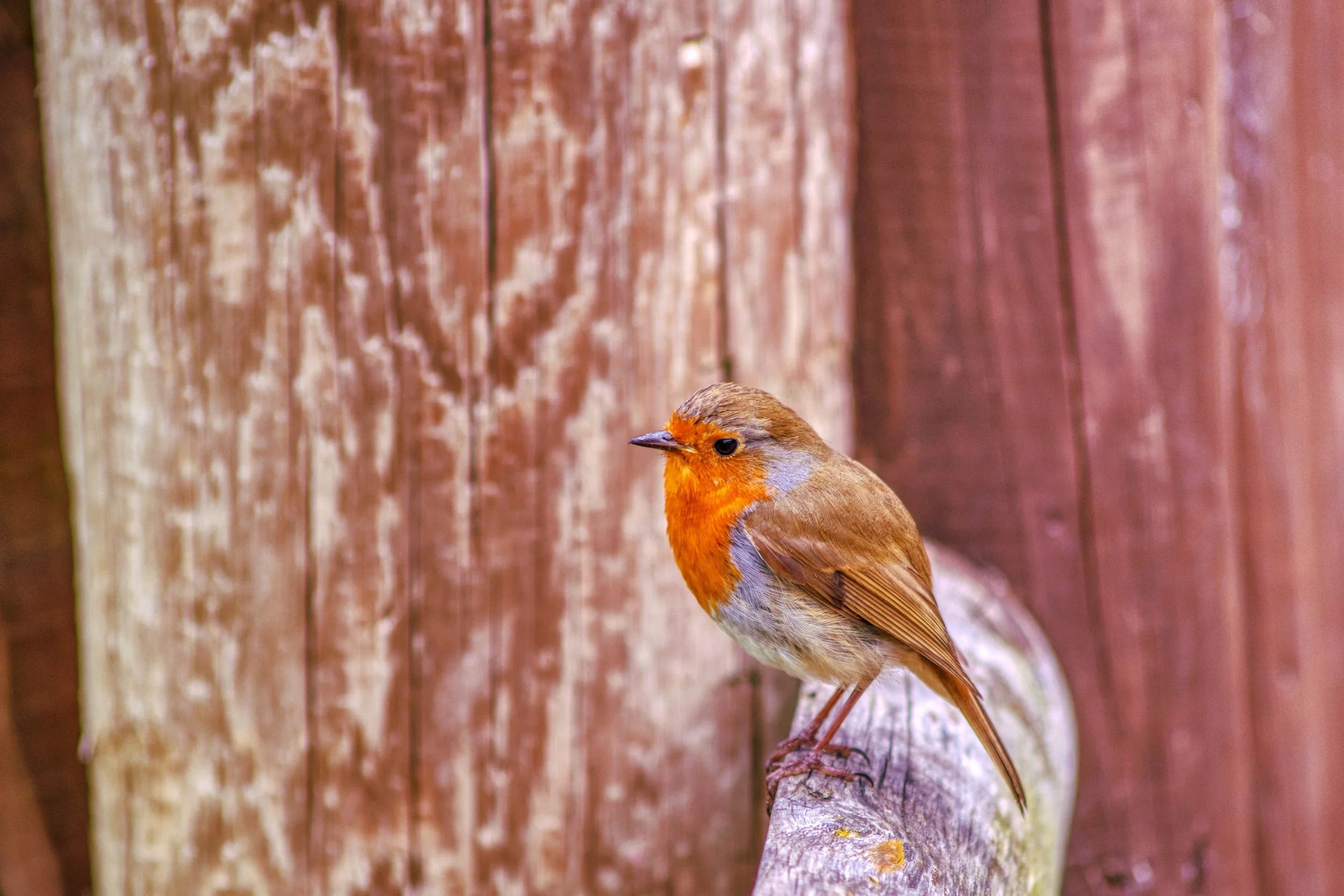 Robin.jpeg
