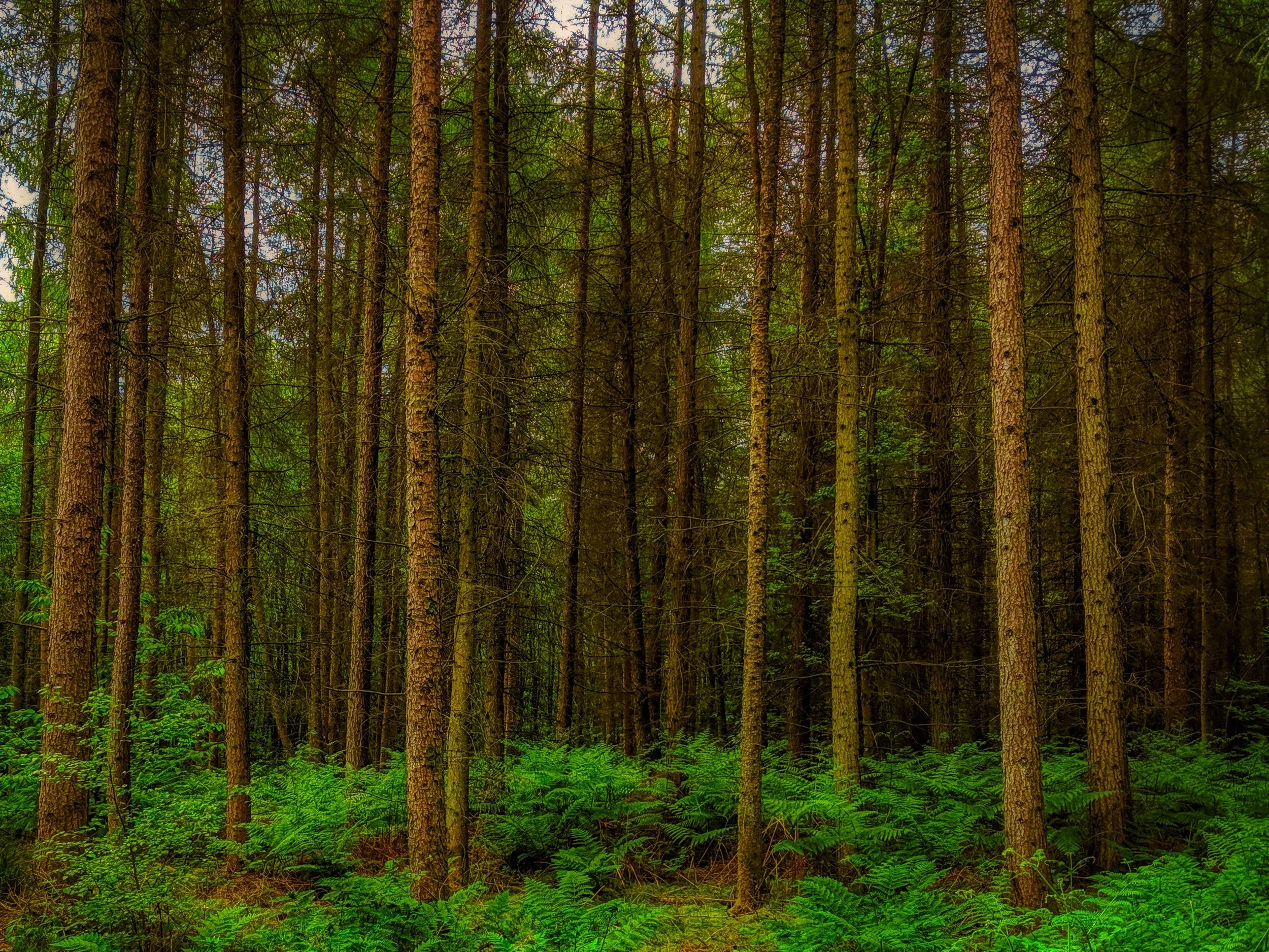 trees hdr.jpeg