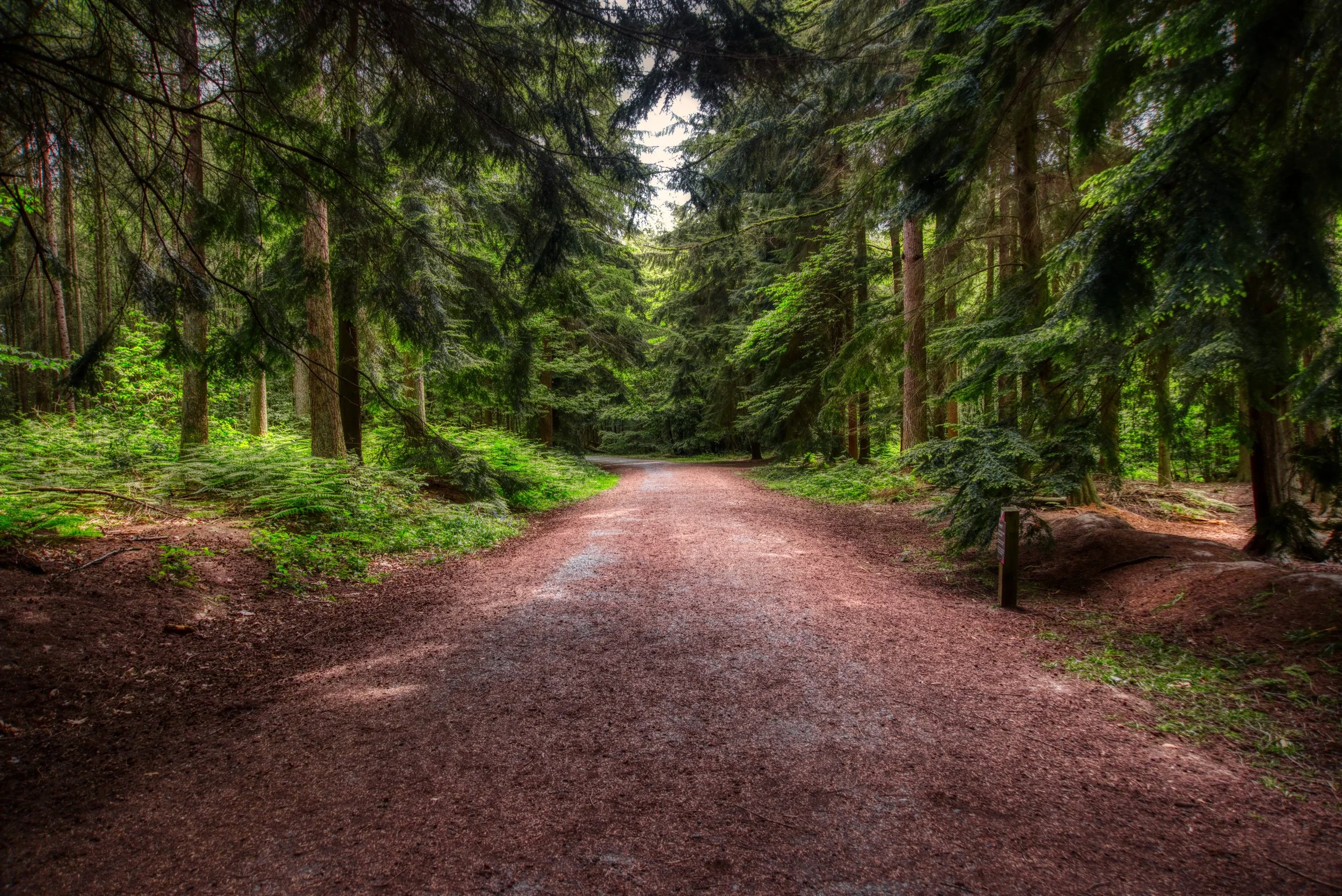 woodland walk.jpeg