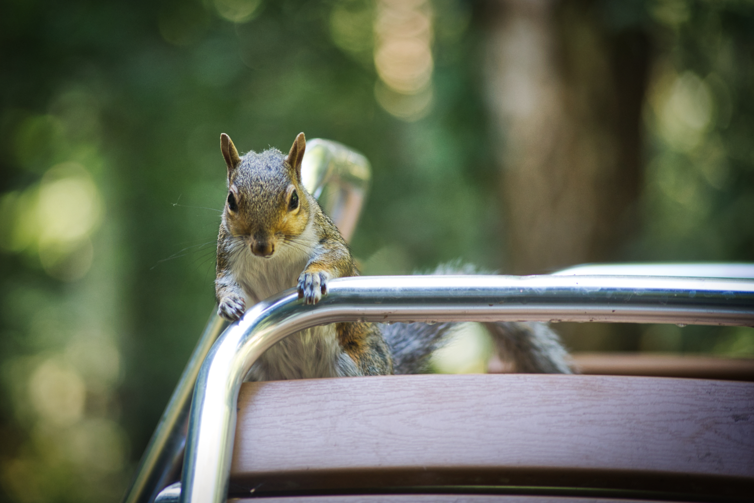 3.2.1 and Pose | Elveden Forest, Suffolk