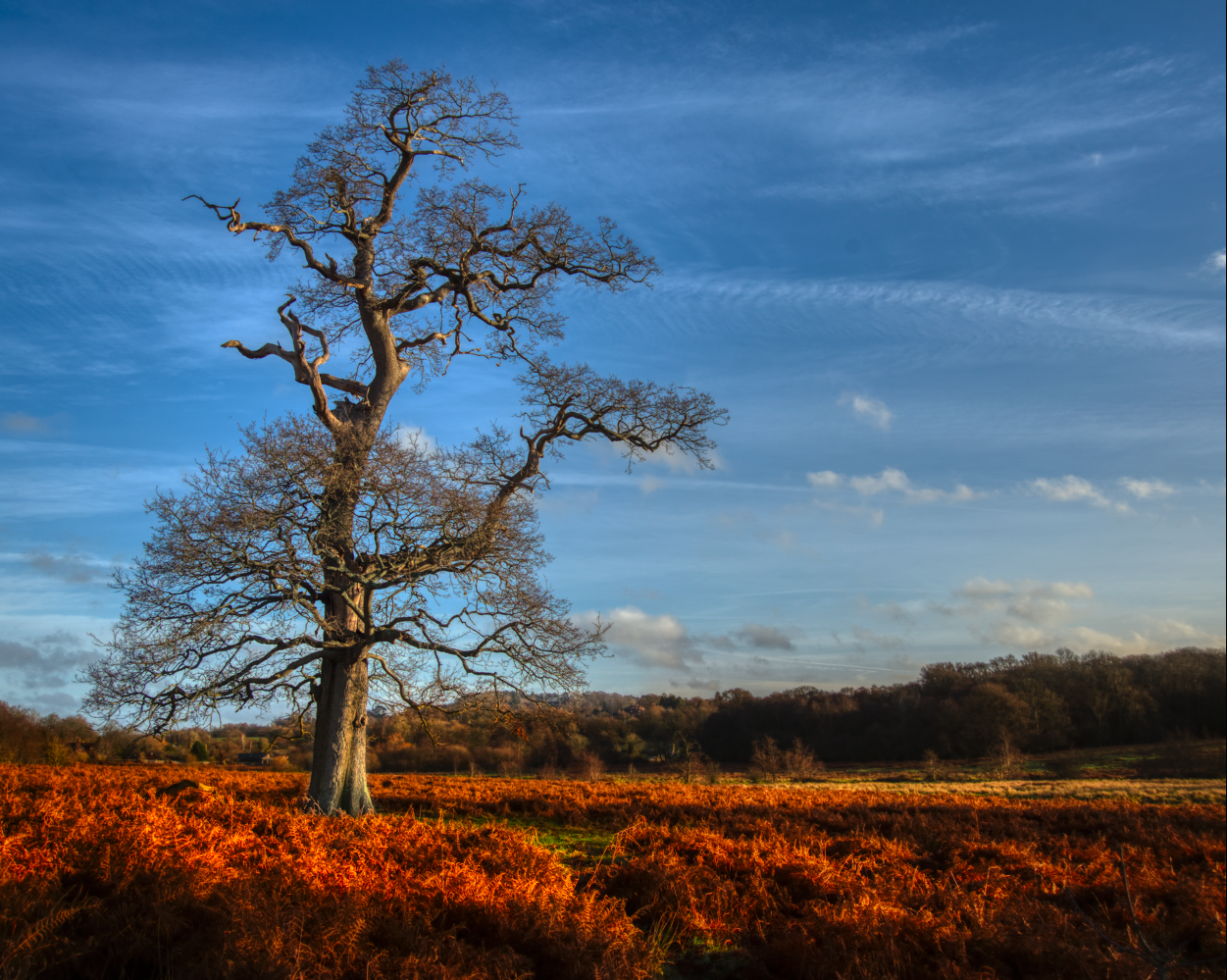 #MySundayPhoto - That Morning Walk