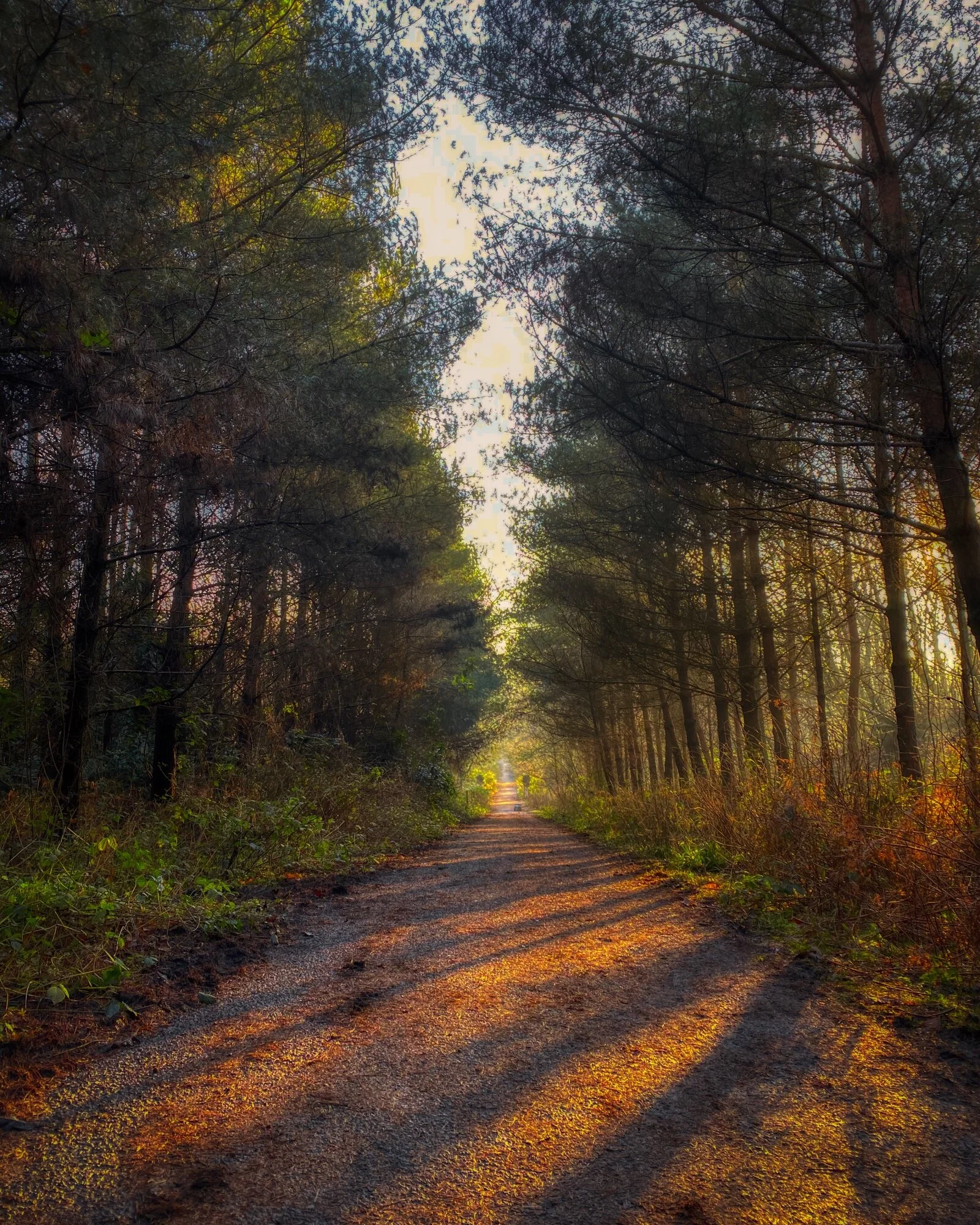 #MySundayPhoto - Beginning 2021