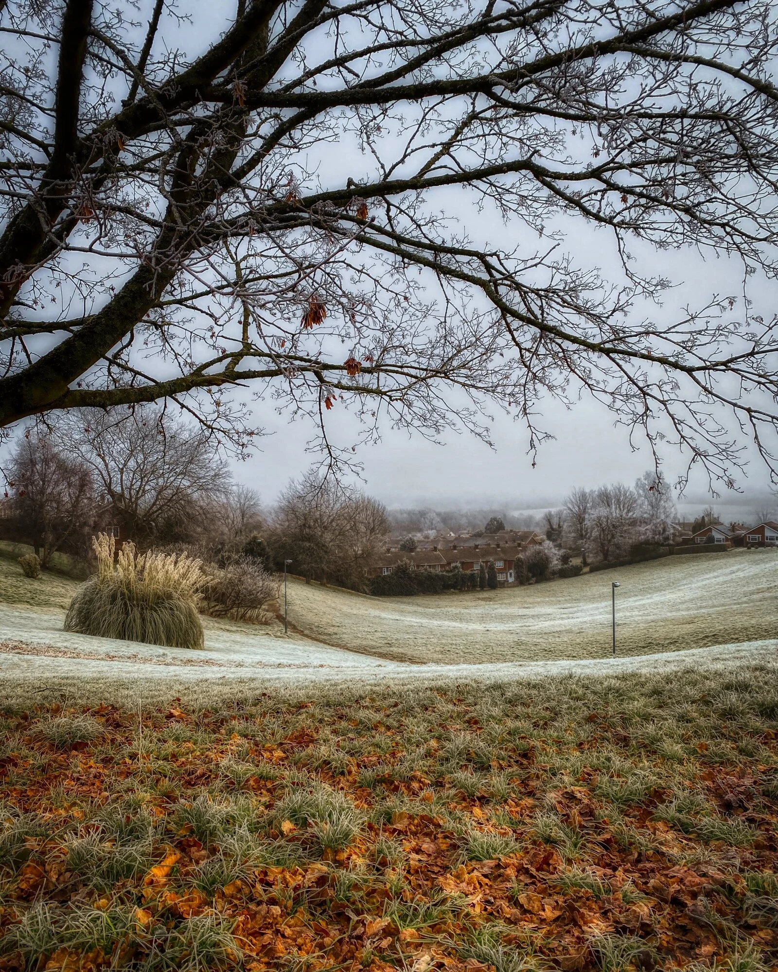 #MySundayPhoto - Not Quite Snow