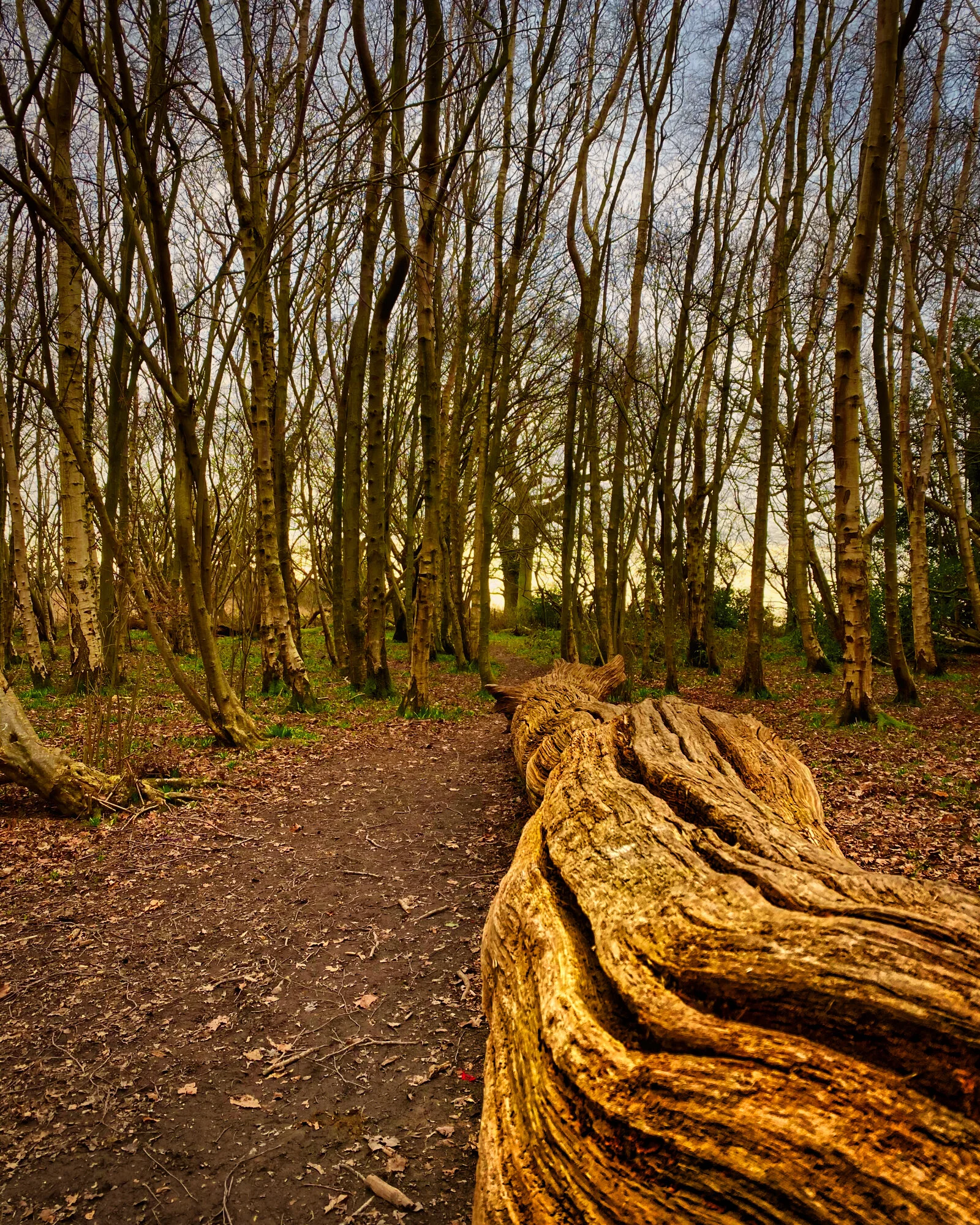 #MySundayPhoto - Almost Spring