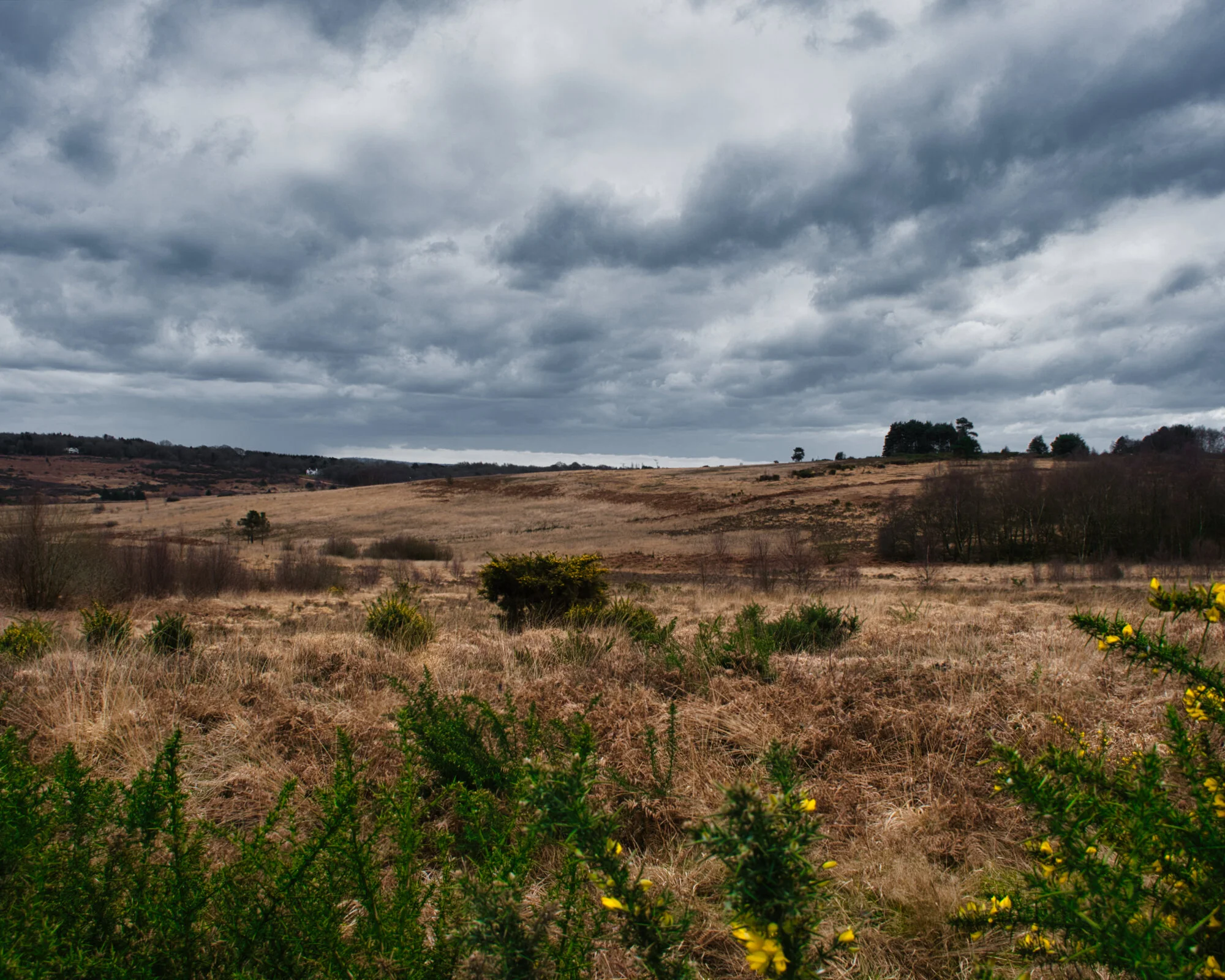 #MySundayPhoto - Ashdown Forest