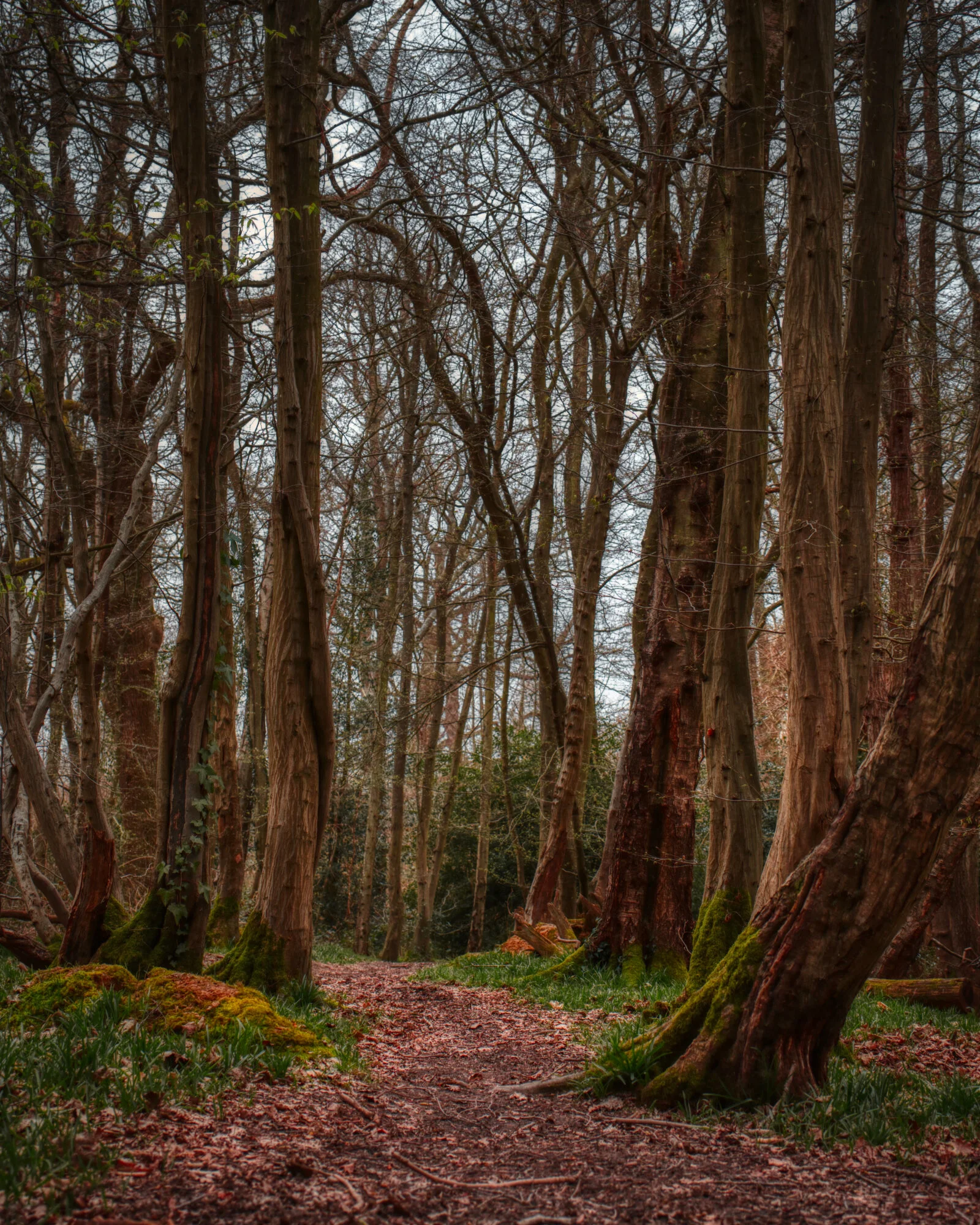 #MySundayPhoto - Into The Woods