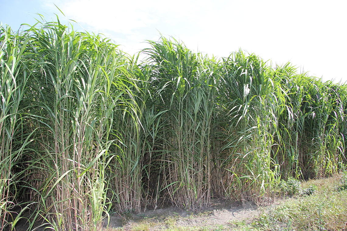 miscanthus.jpg