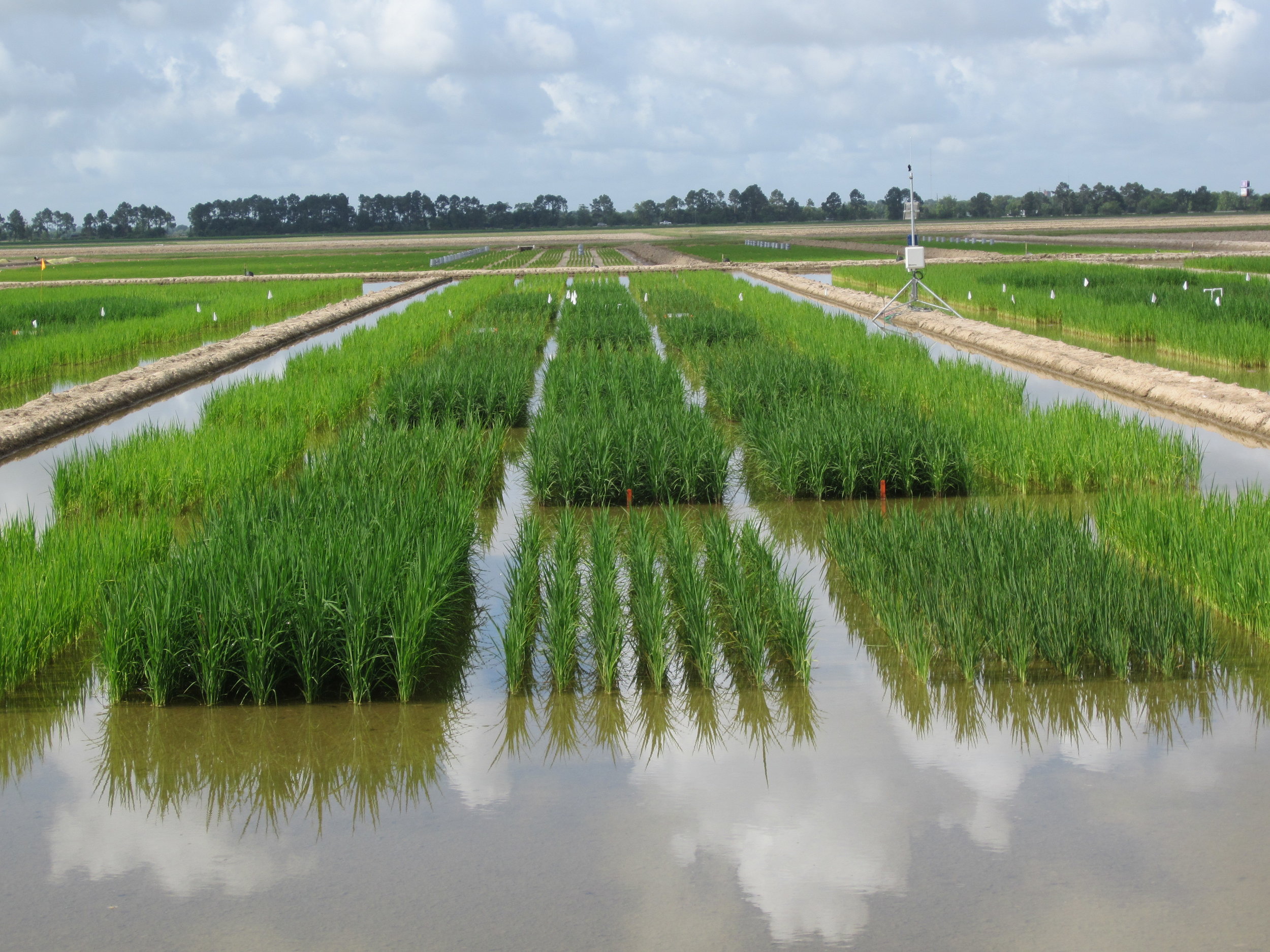  photograph of a rice paddy field 