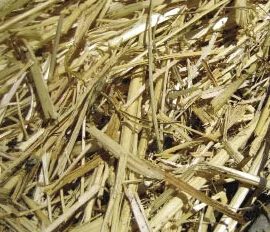 corn-stalk.jpg