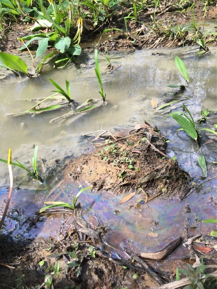 Sewage flows through a tributary of Dog River after a spill this year.