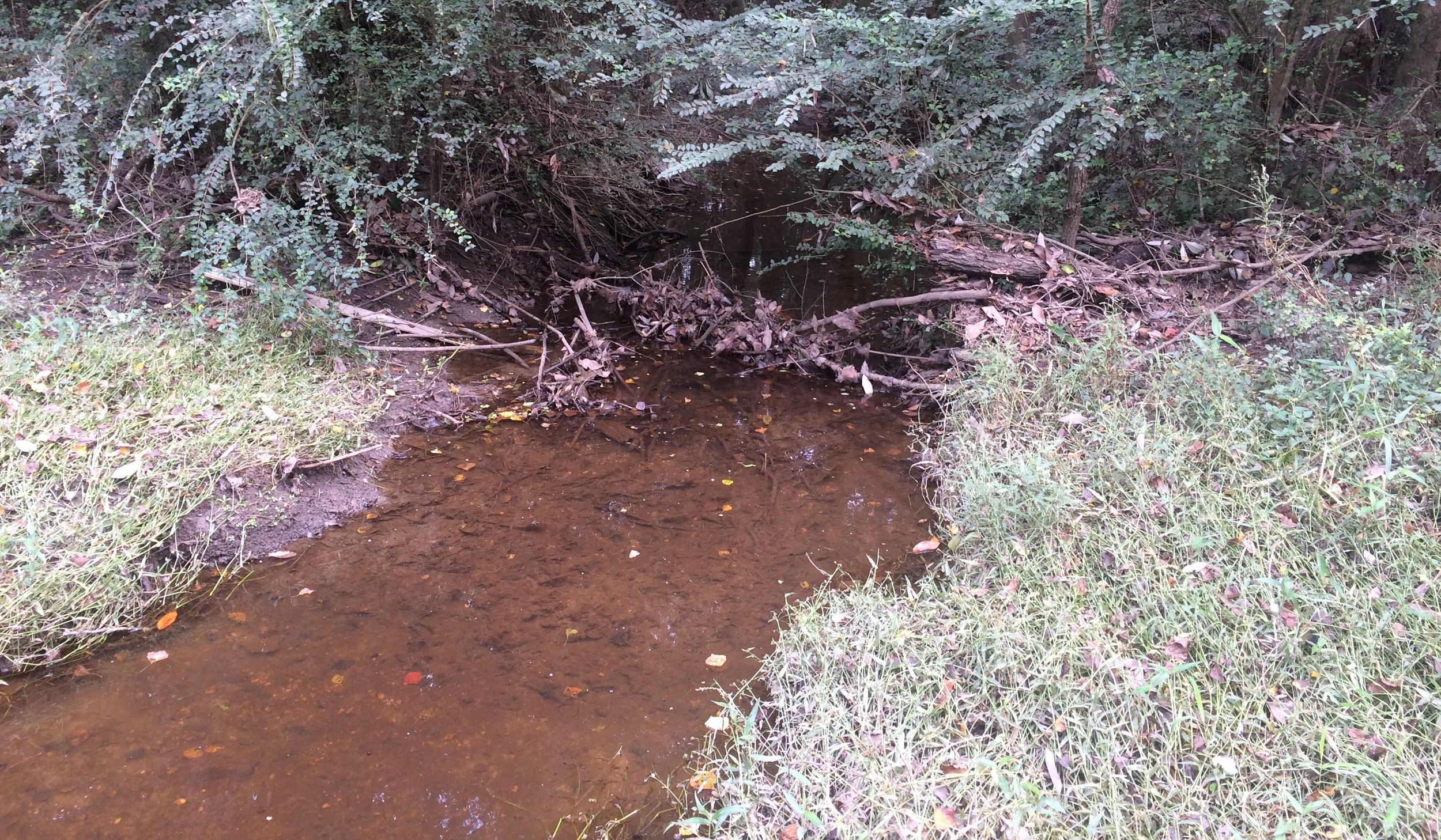 The wetlands and stream at stake can be seen in the photo above. If permitted as proposed the project would fill 1.4 acres of wetlands and some portion of the stream pictured.