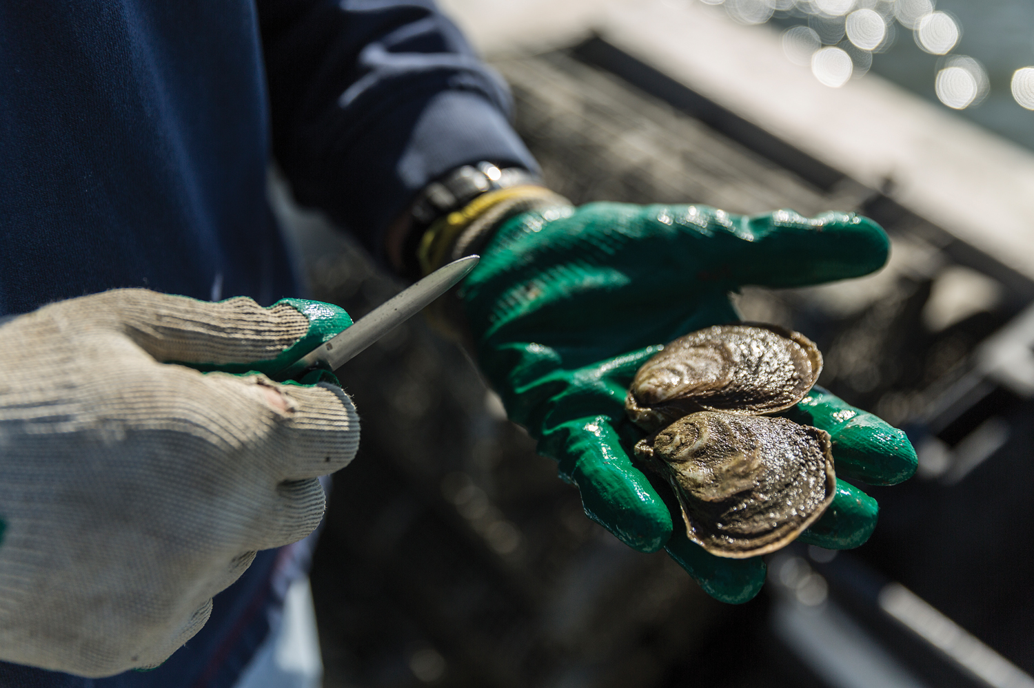 Oysters being harvested in Portersville Bay. Photo by Fernando Decillis