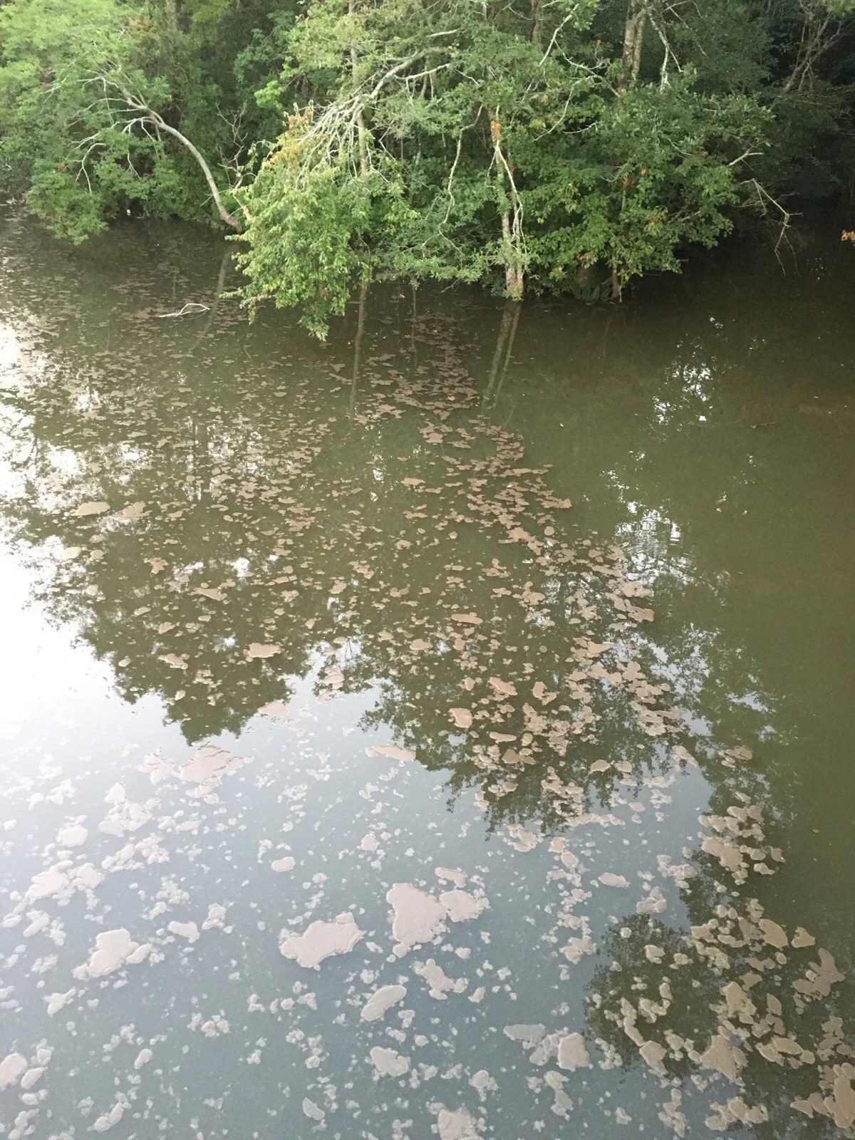 Above: sewage sludge can be seen floating on D'Olive Creek.