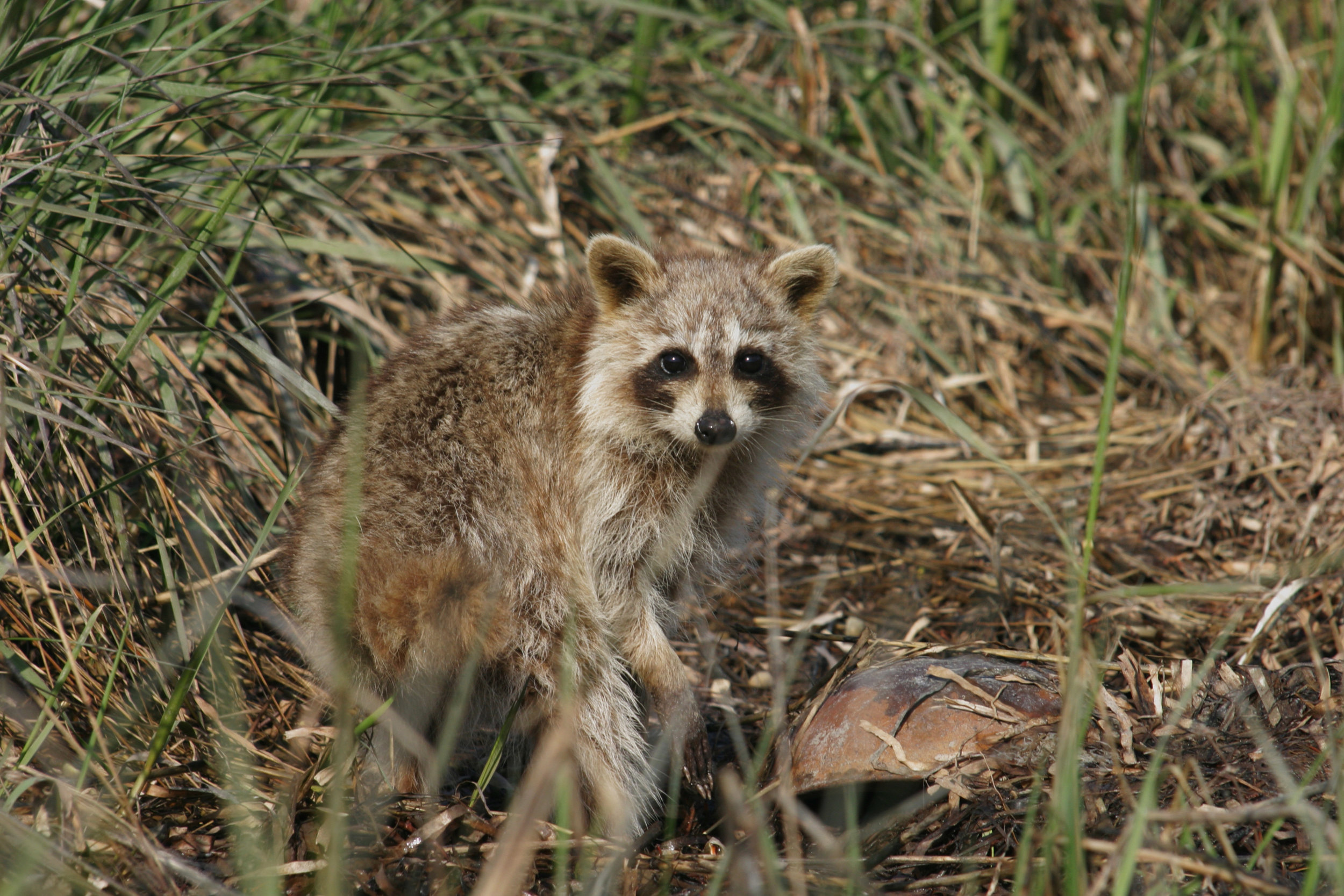 Coon w crab00001_RJ.jpg