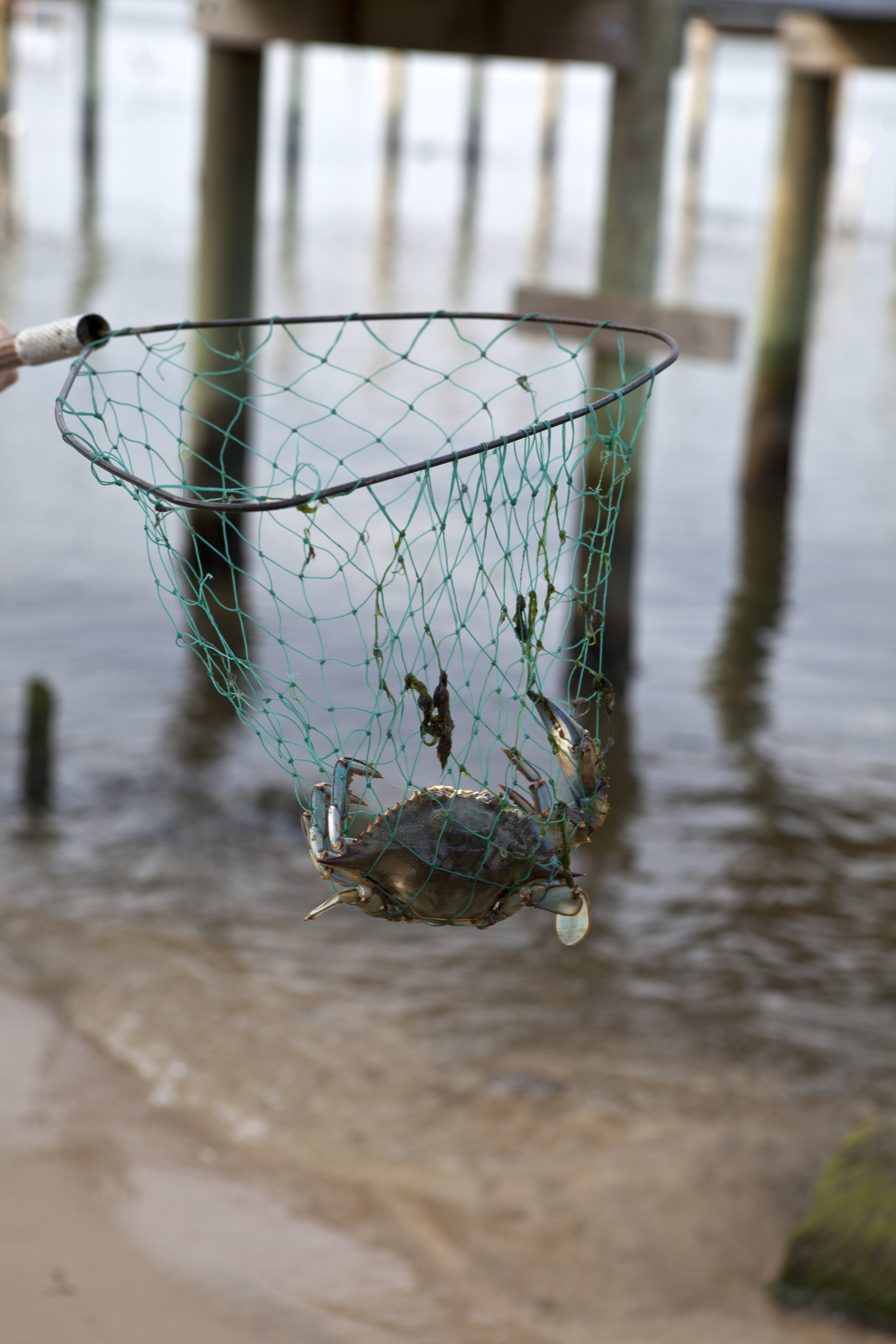 crab in net.jpg