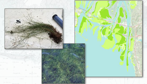 Seagrasses and mapping of potential impacts. Image- United States Army Corps of Engineers