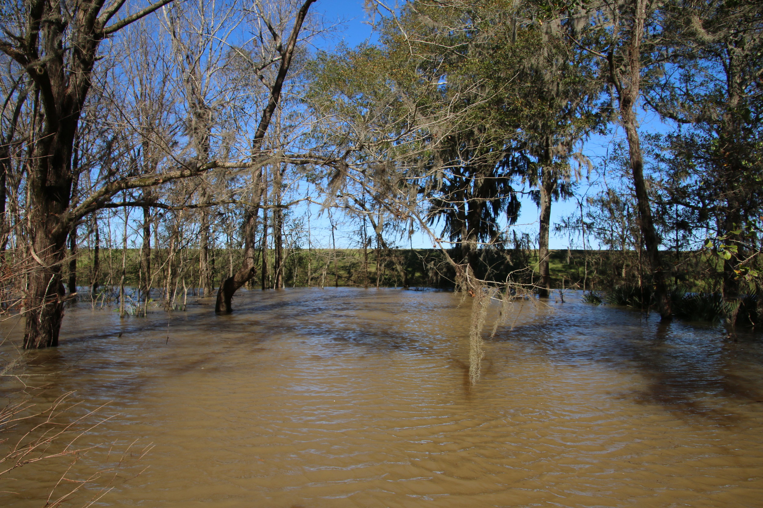 The earthen dam around the ash pit usually stands 25 feet above the surrounding landscape. As pictured here during river flooding on 01/09/2019it is covered by as much as 15 feet of water with only a small amount remaining above water. Photo by Laura Stone - Mobile Baykeeper.