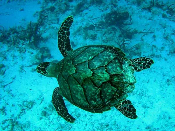 Hawksbill Sea Turtle, currently Endangered