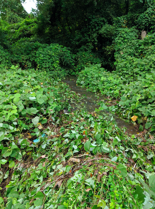 stormwater-10.png