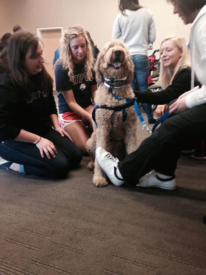 Fight 2 end Animal Cruelty