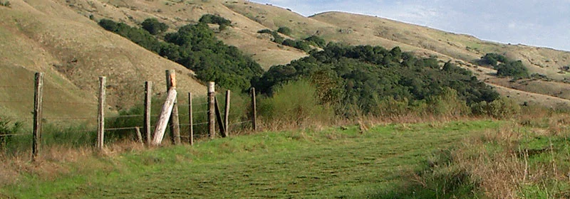 Jane Jacobs Walk Marin