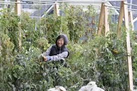 South Seattle Urban Orchard Tour