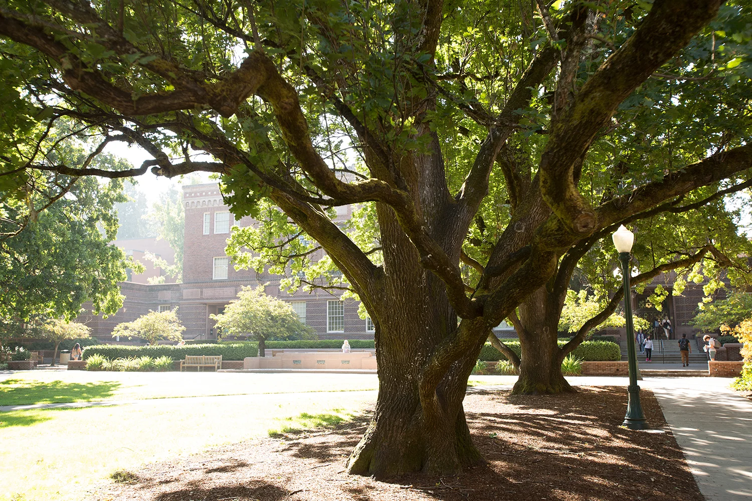 Eugene, Oregon: Trees of the University of Oregon