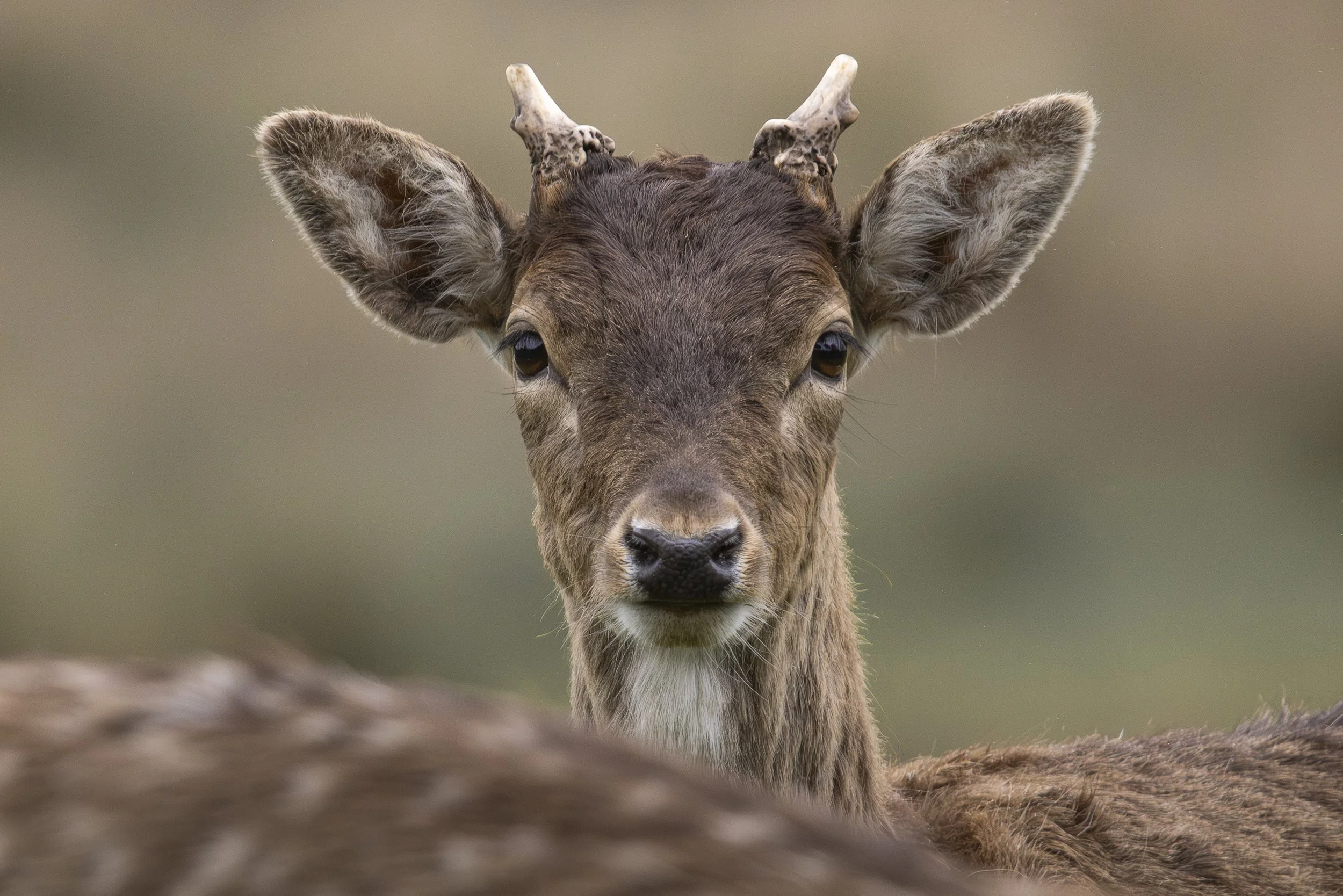 RM0A4711 copy.jpg