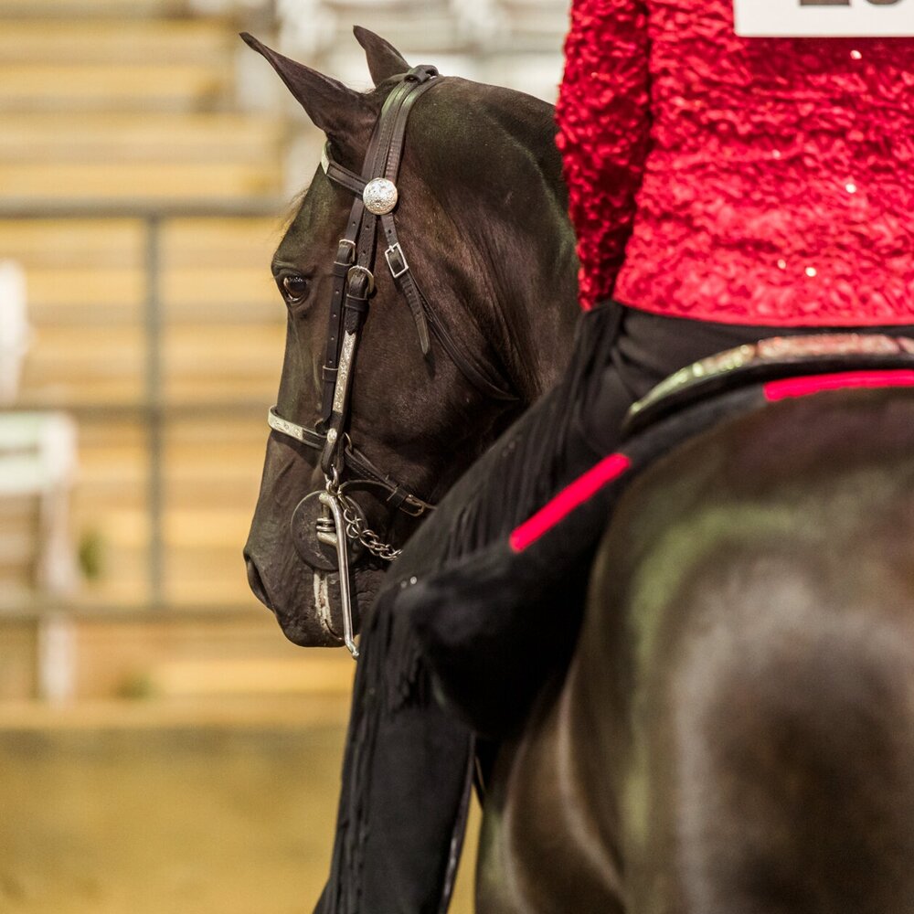 Gaited9.7-152.jpg