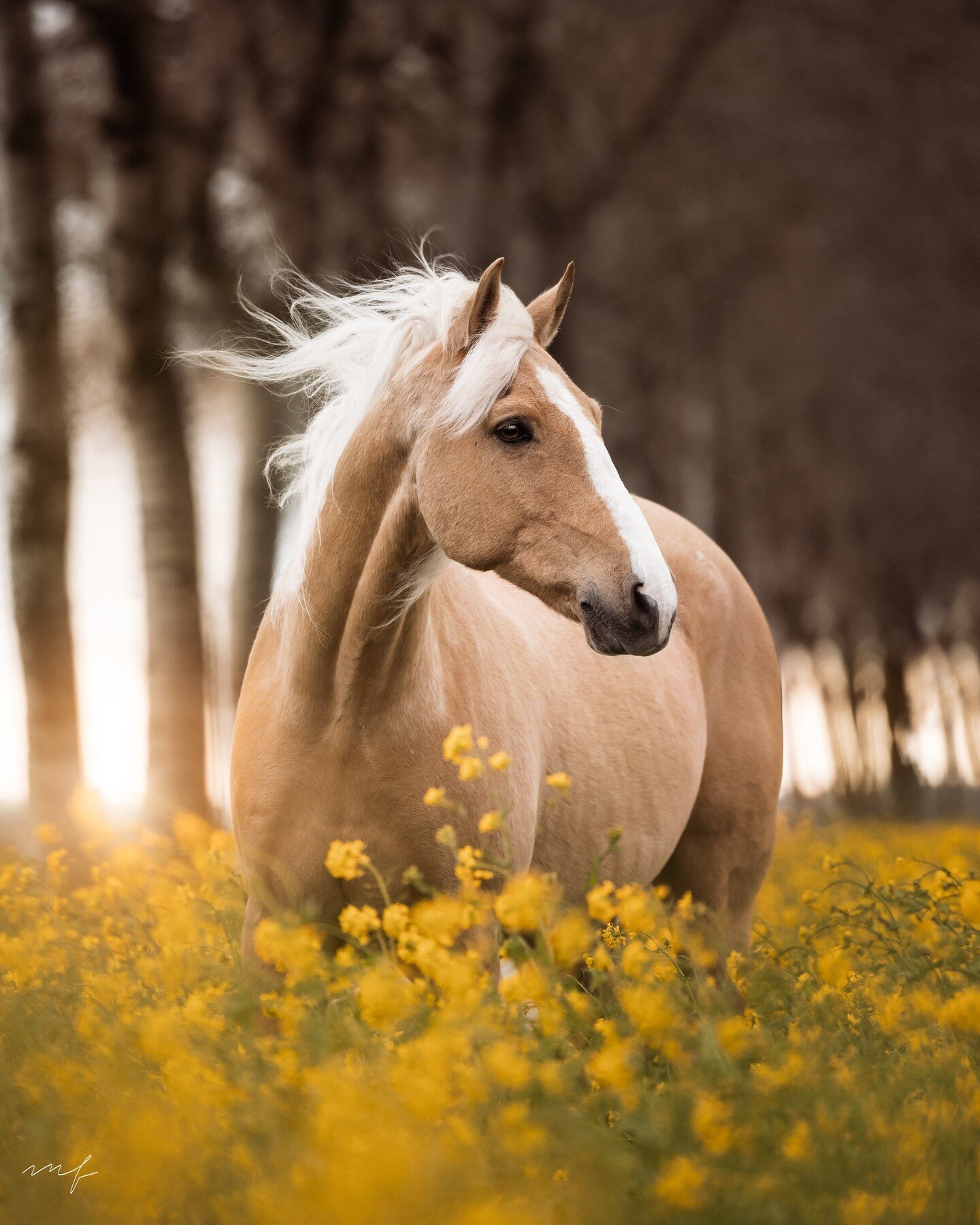 Just a little touch up lol⁠
@lottegold_thepalominohorse