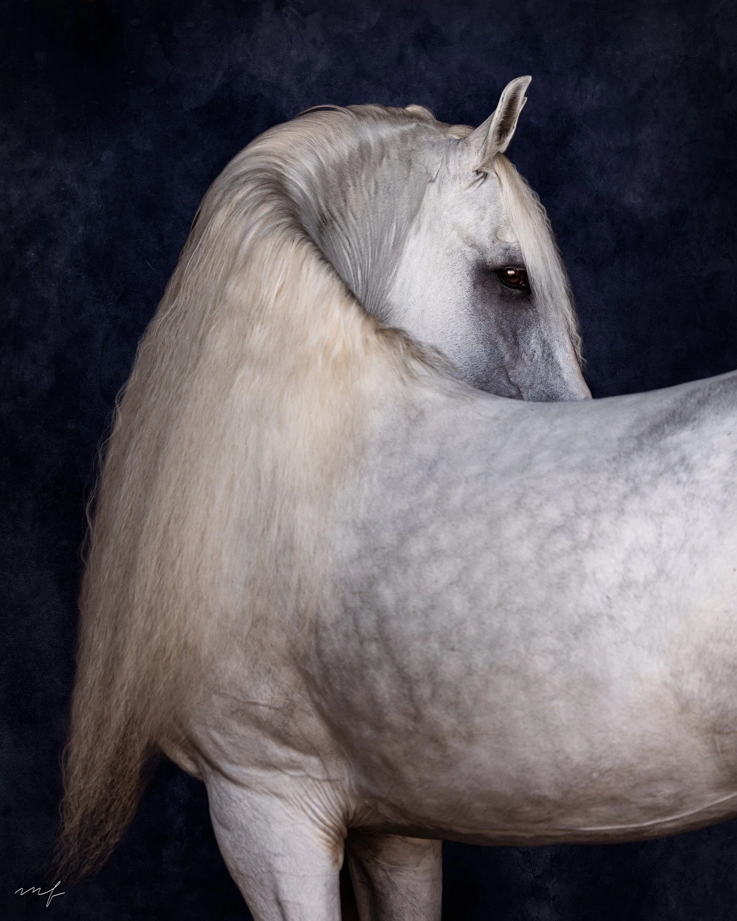 Cool mornings, slick coats, and the soft light in September make it the perfect time for black background art pieces or timeless equine portraits. Before the fluff comes in and the weather turns, let&rsquo;s make some magic.✨⁠
.⁠
#EquestrianPortraits