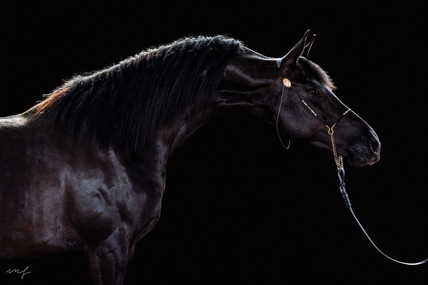 A flash of fire and elegance against the dark 🖤⁠
.⁠
#EquestrianPortraits #HorseAndRiderPhotos #EquestrianLifeCaptured #HorsePhotoShoot #EquestrianPhotographySession
