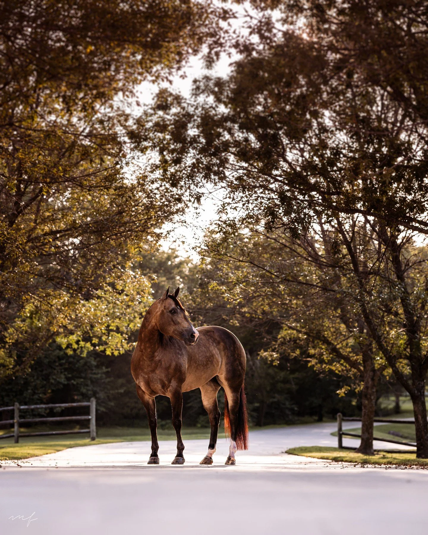 The light is different lately, and so is the rhythm of the days.⁠
. ⁠
#EquestrianPortraits