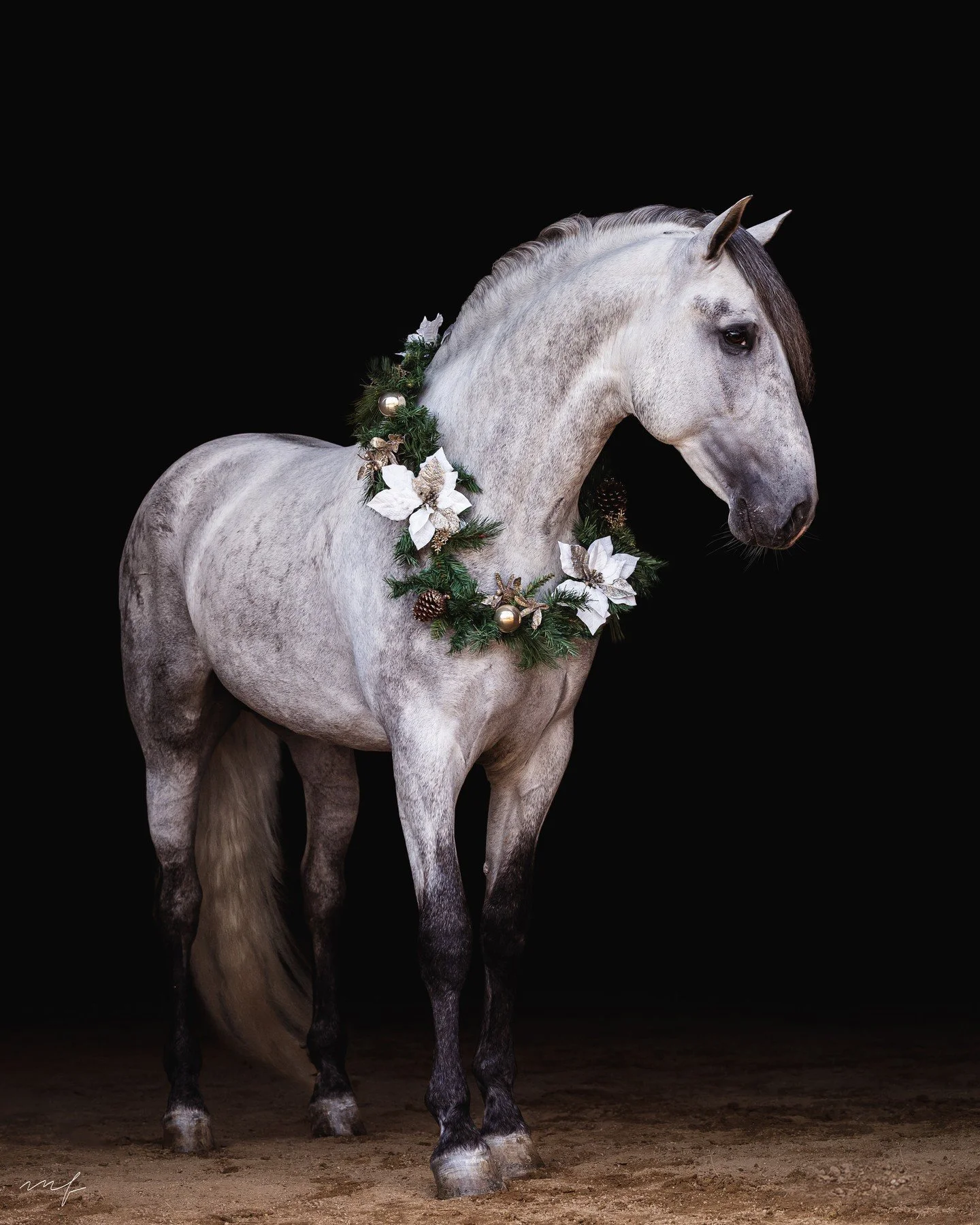 Now that Halloween is over! Christmas wreath minis anyone?? DM for dates and details!