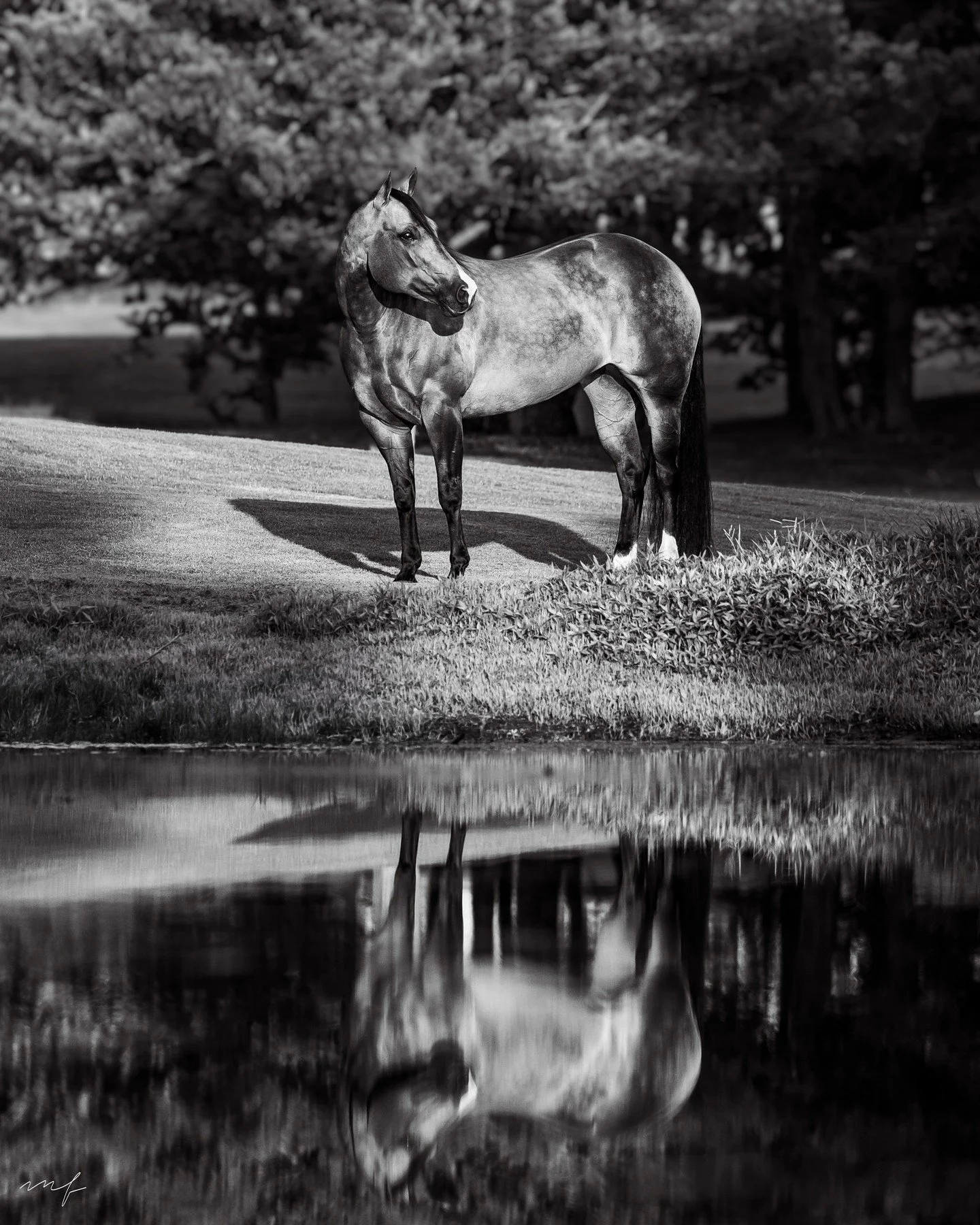 Posting a black and white edit for the first time in a million years. I like color and rarely try this edit on my images but this one got me thinking I should play around with it again.