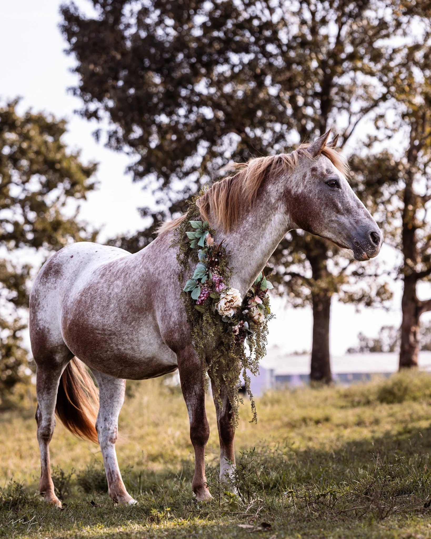 There&rsquo;s a time to celebrate your heart horses, and it isn&rsquo;t marked on any calendar. Sometimes you do it simply because you still can. It&rsquo;s never too late to make them feel appreciated and give them a day that reminds you why they&rs