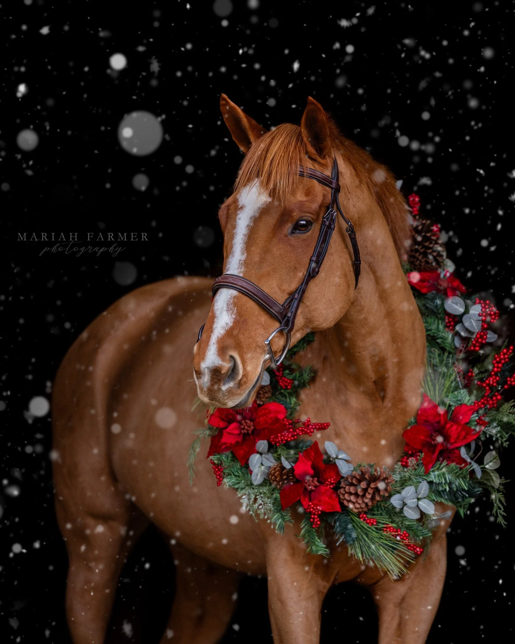 I'm frantically editing as fast as Santa's elves work to deliver Christmas galleries by Tuesday! Please bring me more caffeine 🤪