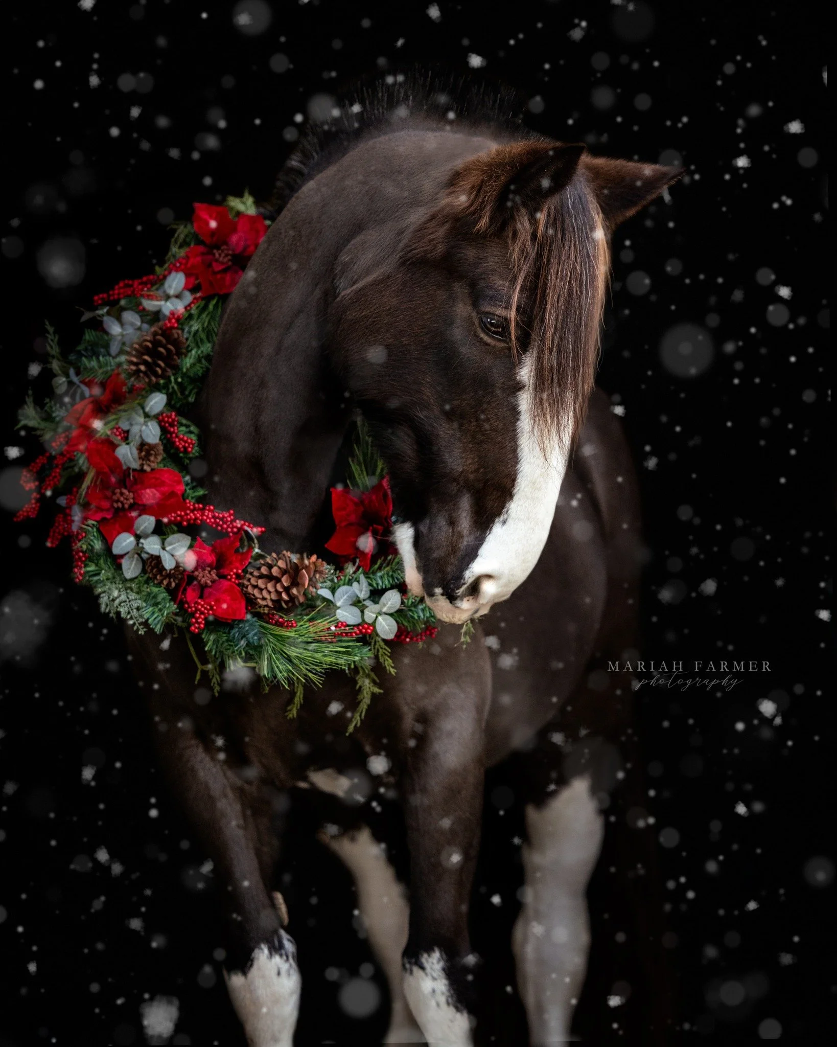 While the internet celebrates with images that never existed, I spent hours bringing this one to life.
.
mariahfarmerphotography.com | Captured through my lens, never generated.