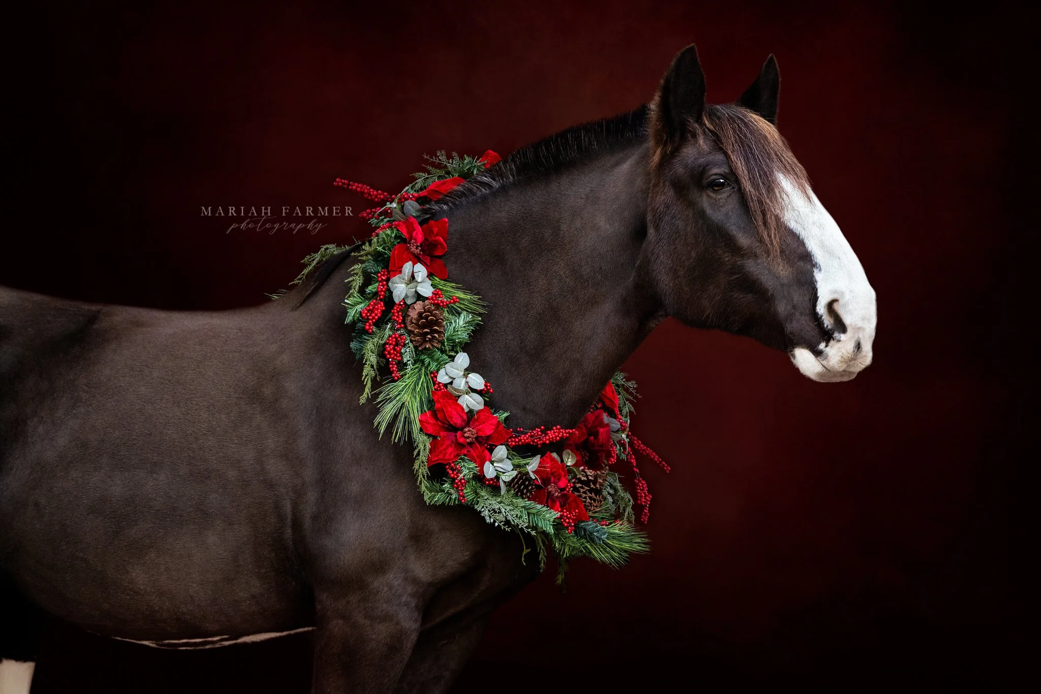 Hoping your day was merry and bright❄️ Thank you to my MFP family for trusting me to deliver (with Santa level speed) your Christmas galleries on time!