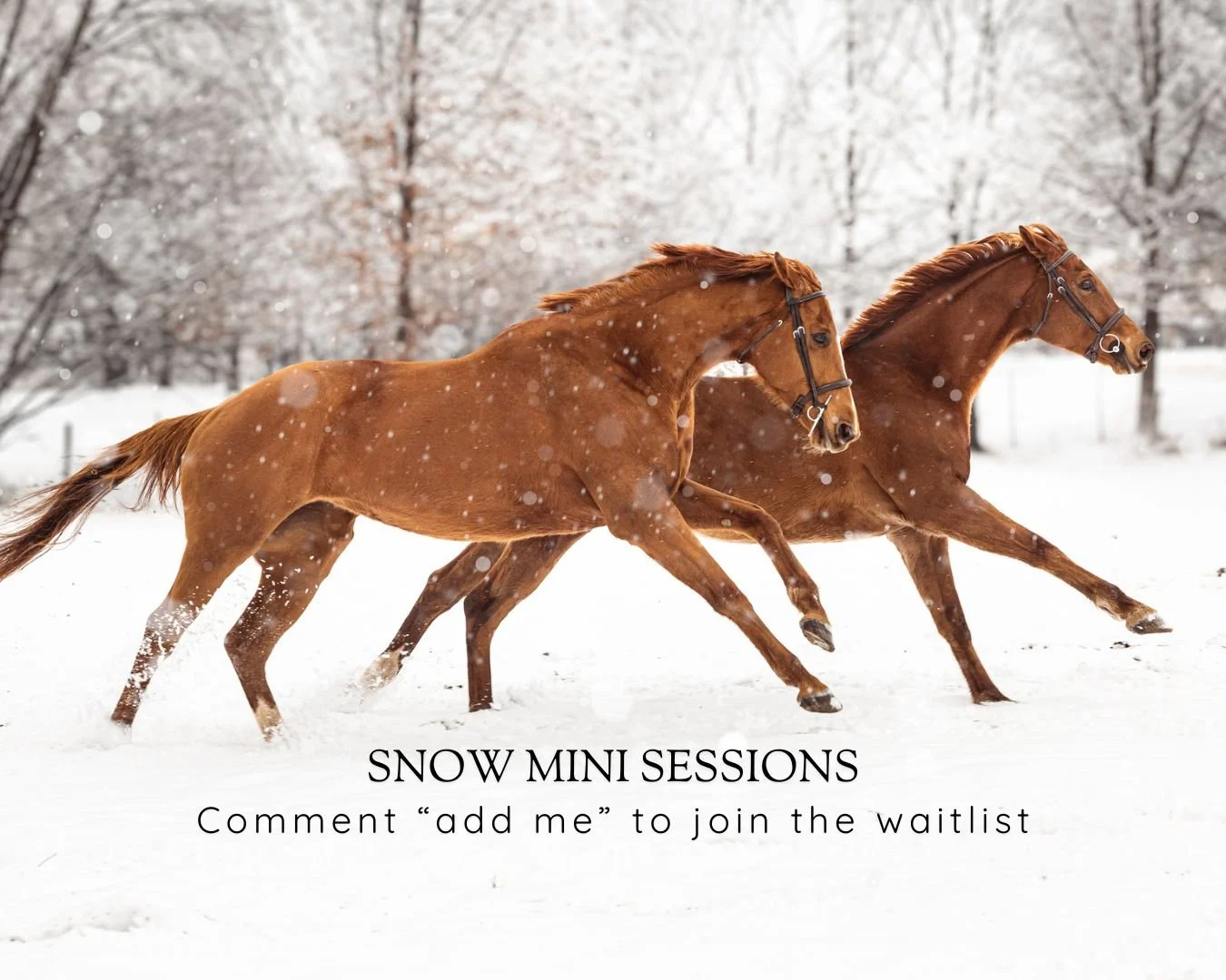 I'm ignoring the weatherman and optimistic we will get at least one snow this winter so it is time to update my waitlist! All I'll need is a number to call to see if you're in ❄️