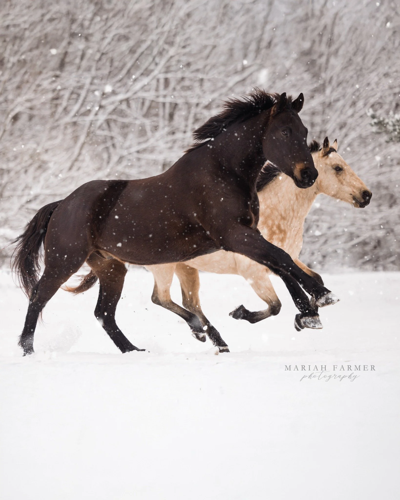 Word on the street is snow tomorrow. Are you on the snow mini list?
.
mariahfarmerphotography.com | Timeless photos for those devoted to the horse.