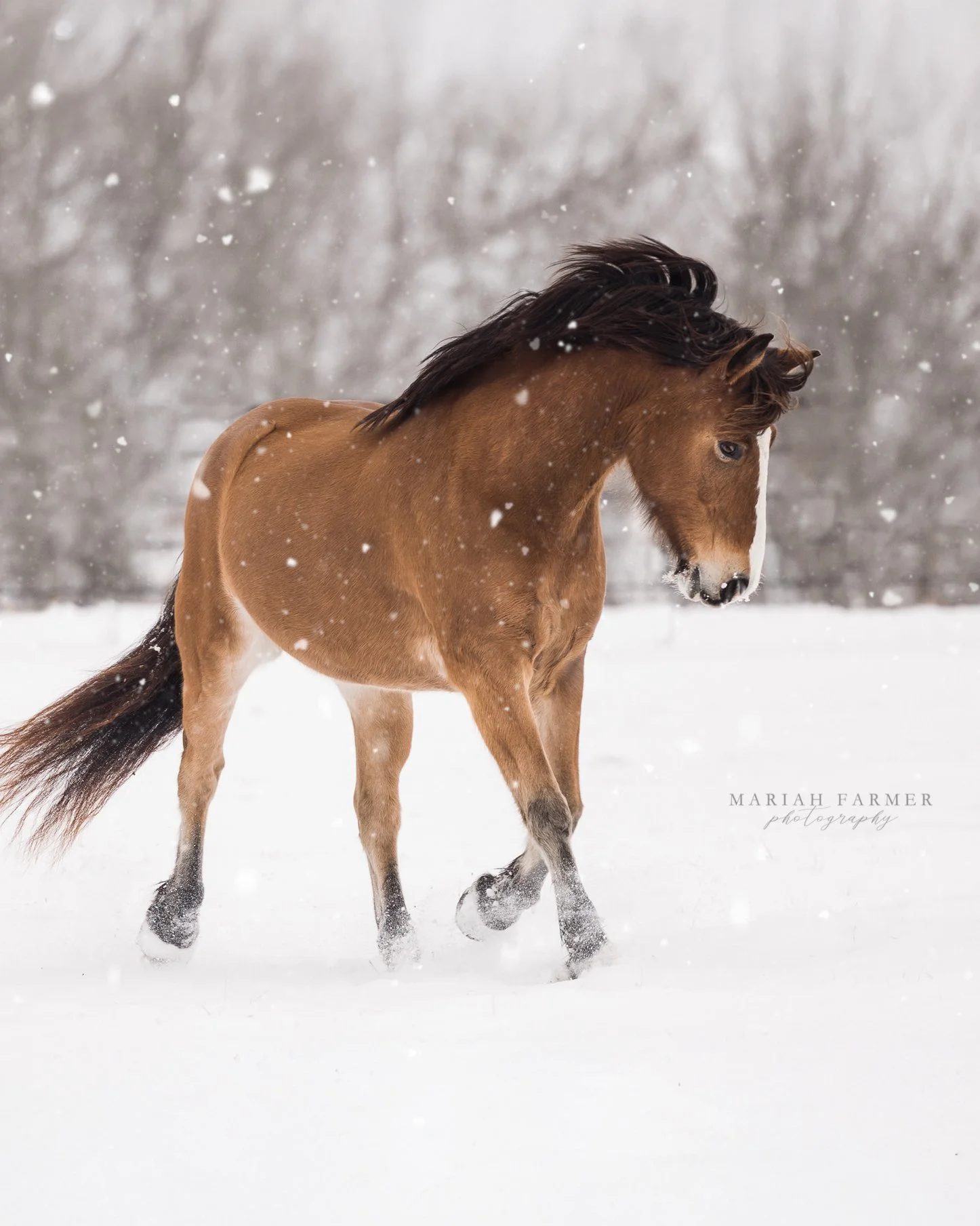BENTONVILLE and ROGERS! If the roads behave tomorrow I&rsquo;ll be driving your way for snow minis and quick stop-bys to photograph horses having their snow day moment. Comment below if you want on the list!